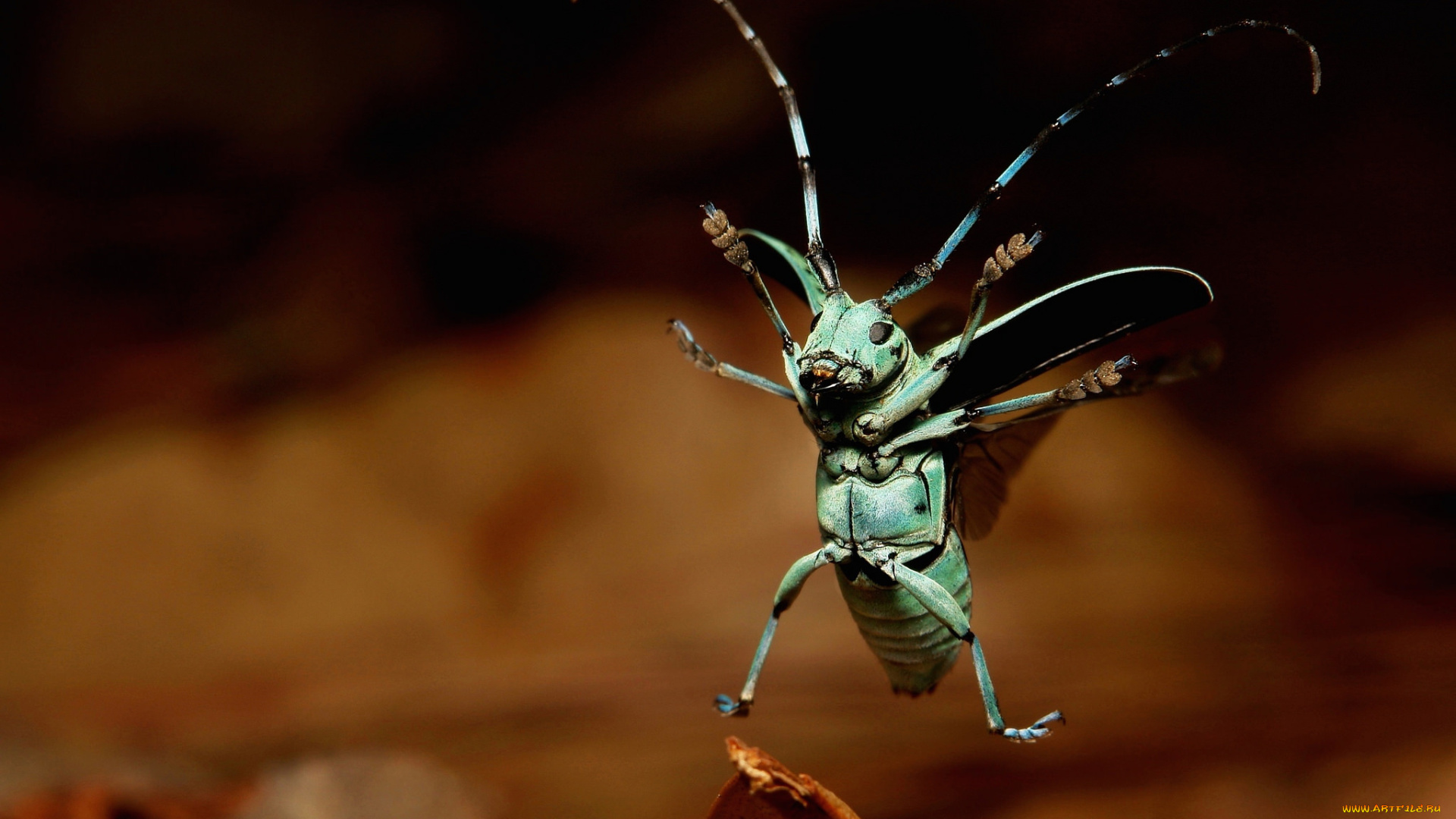 животные, насекомые, жук