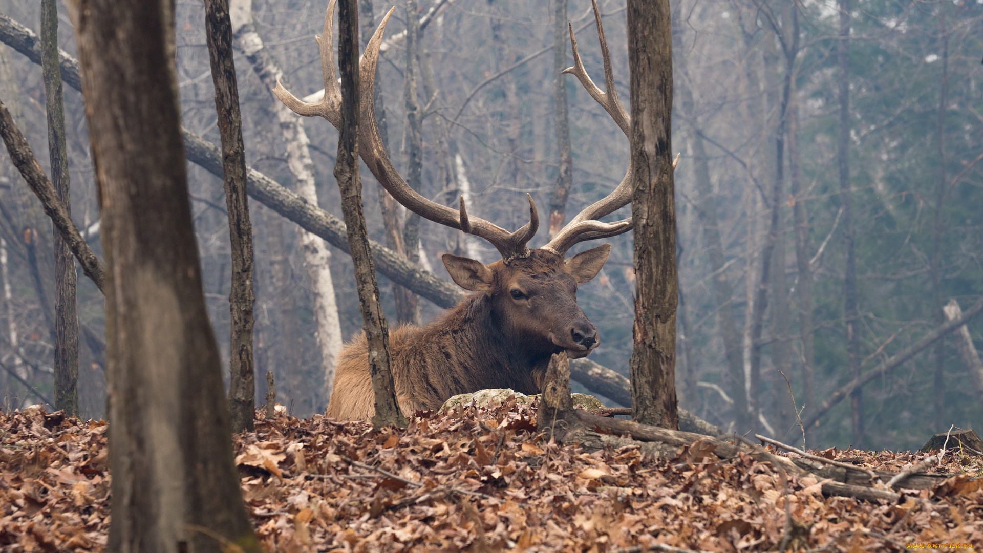 животные, олени, осень, природа, олень