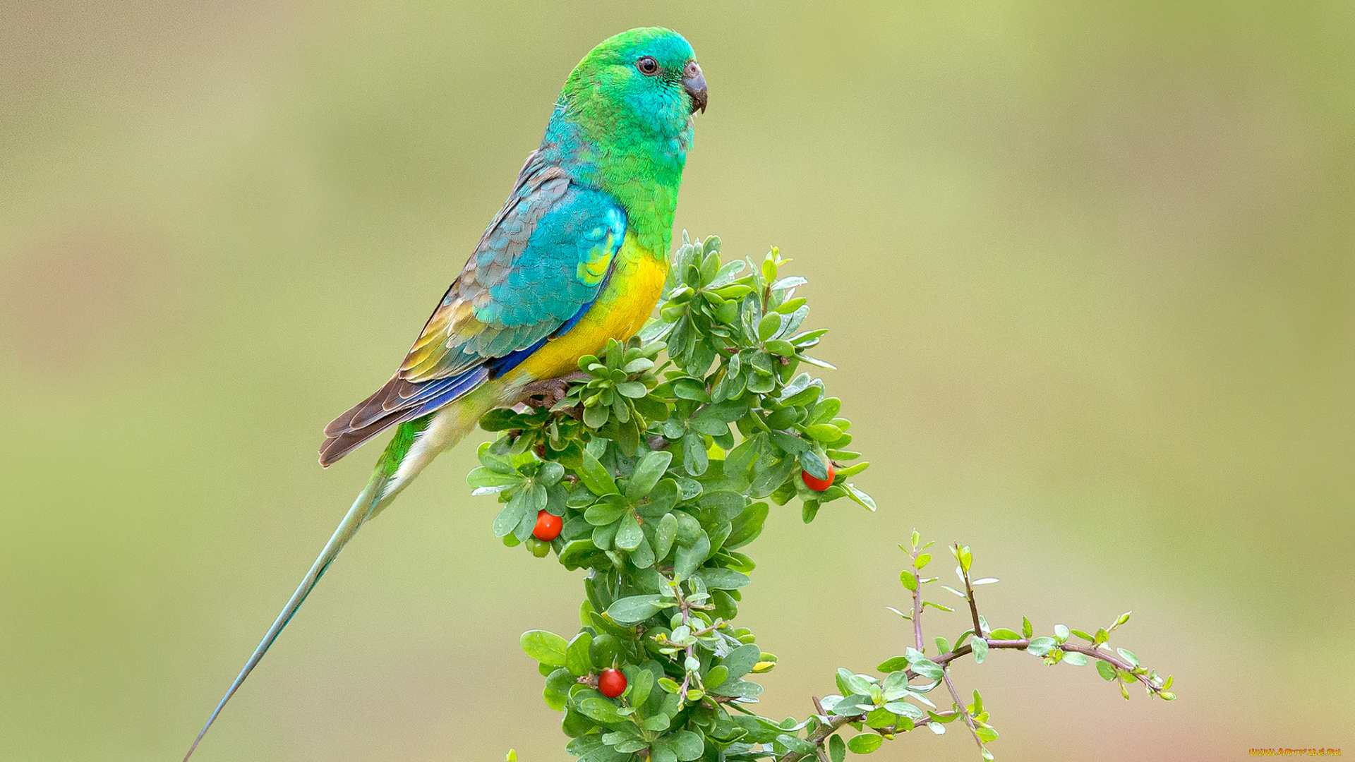 животные, попугаи, птичка