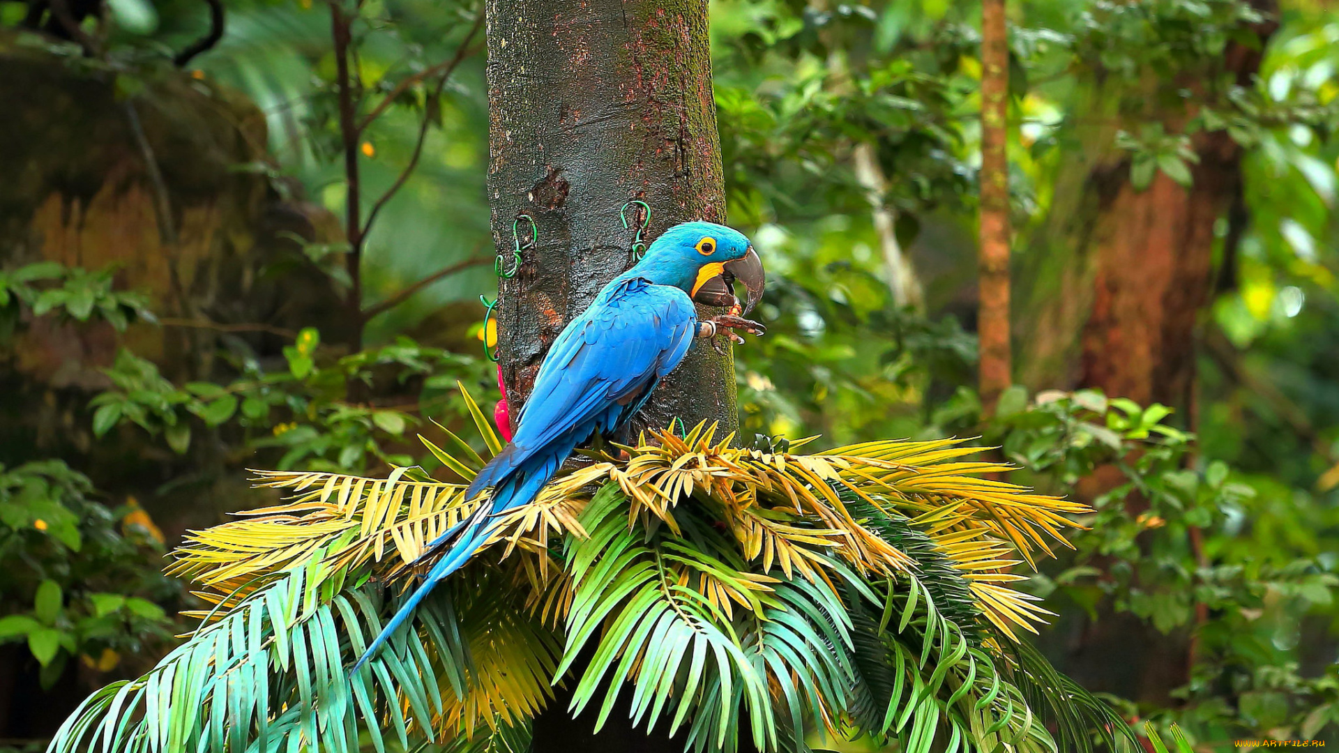 животные, попугаи, птичка