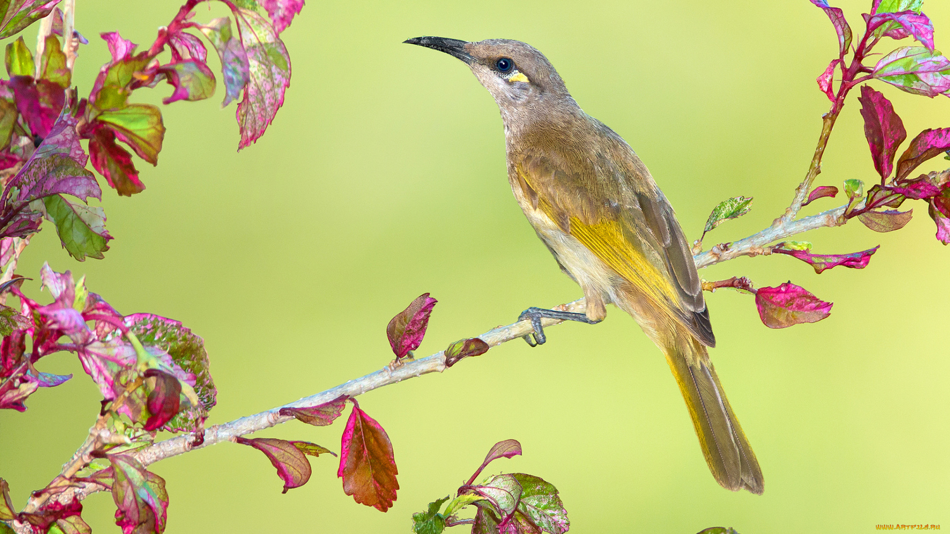 животные, птицы, птичка