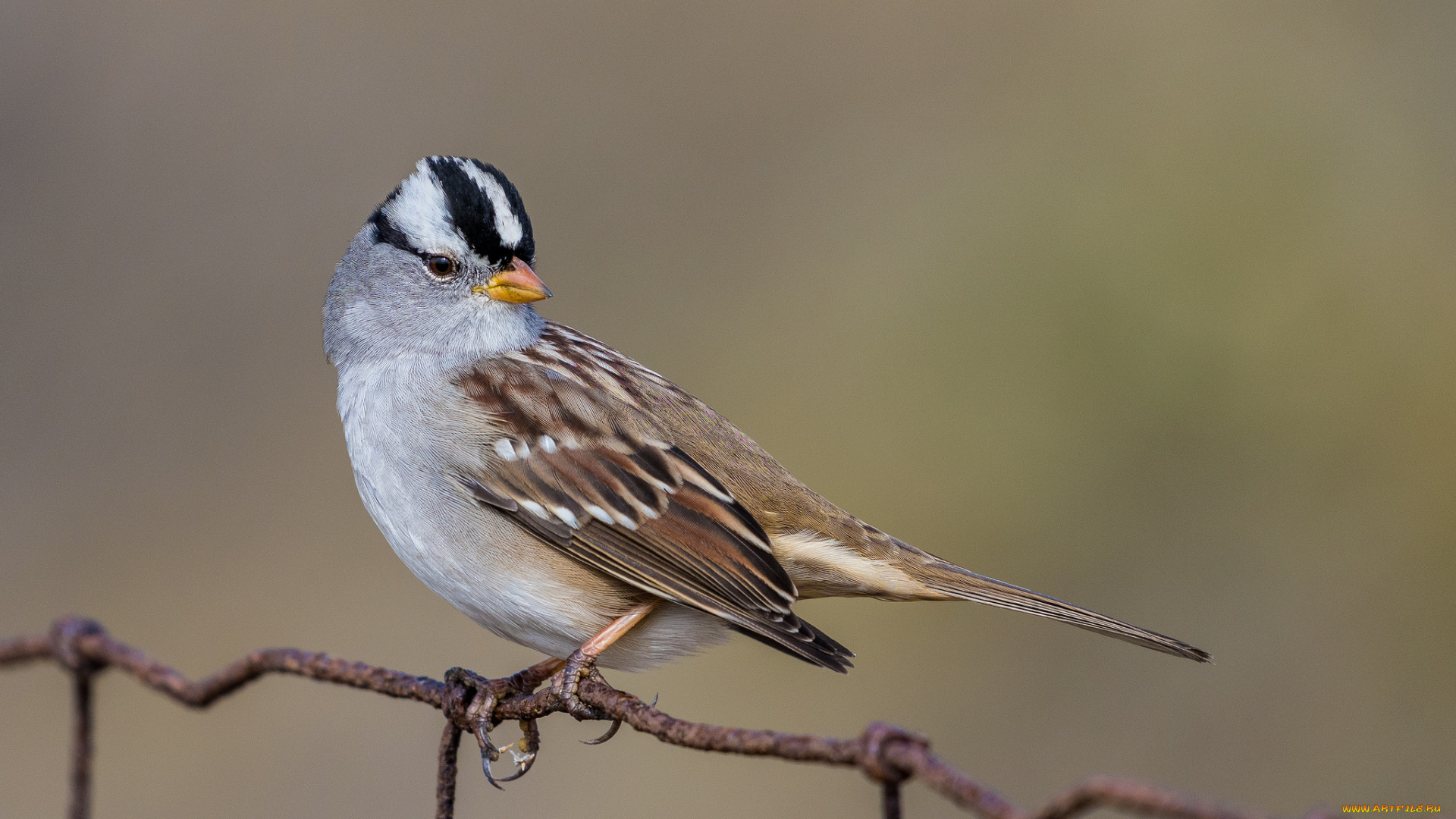 животные, птицы, птичка