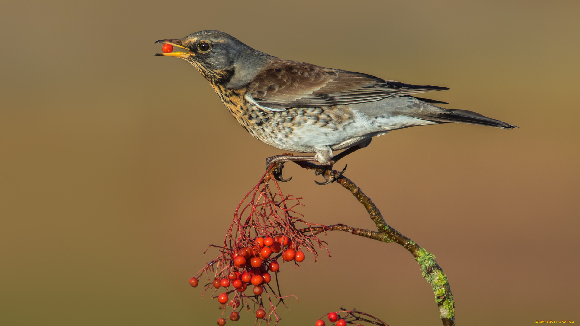 животные, птицы, птичка