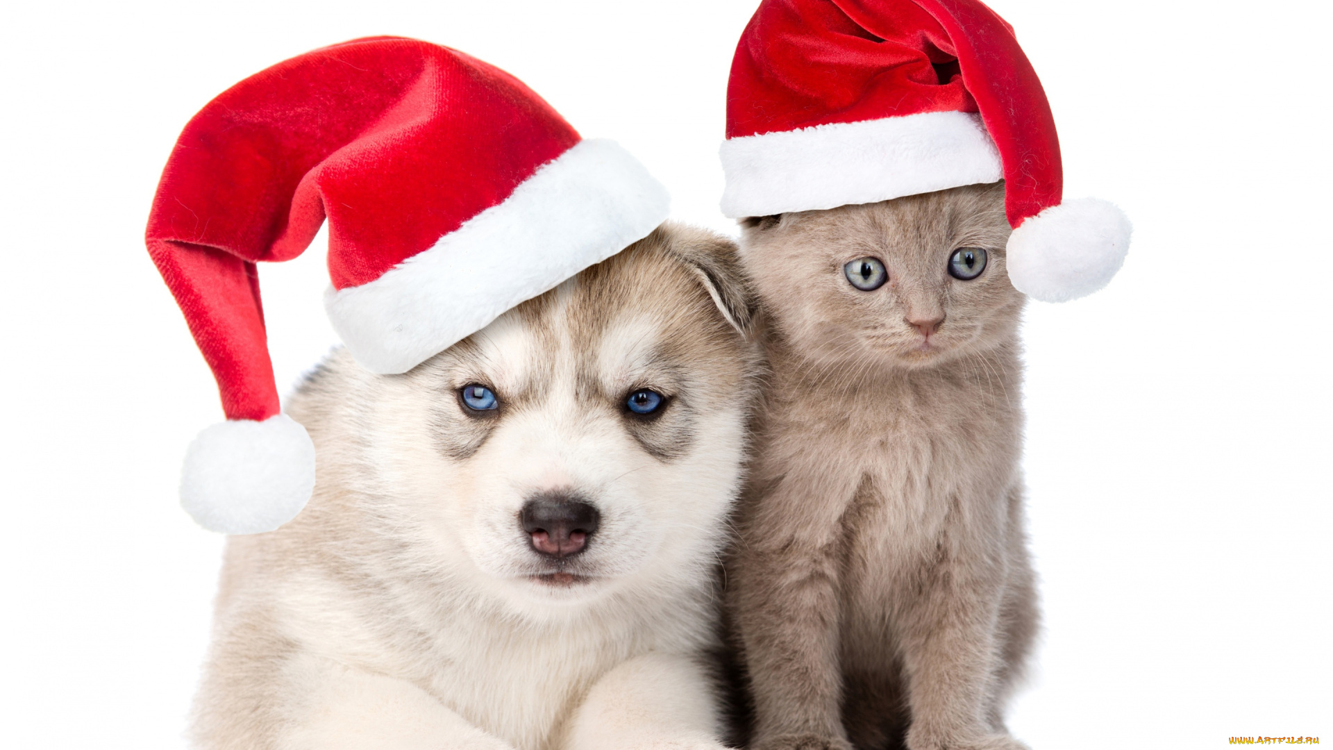 животные, разные, вместе, шапка, котенок, колпаки, хаски