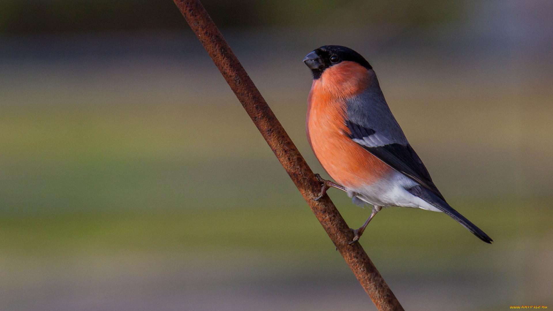 животные, снегири, птичка