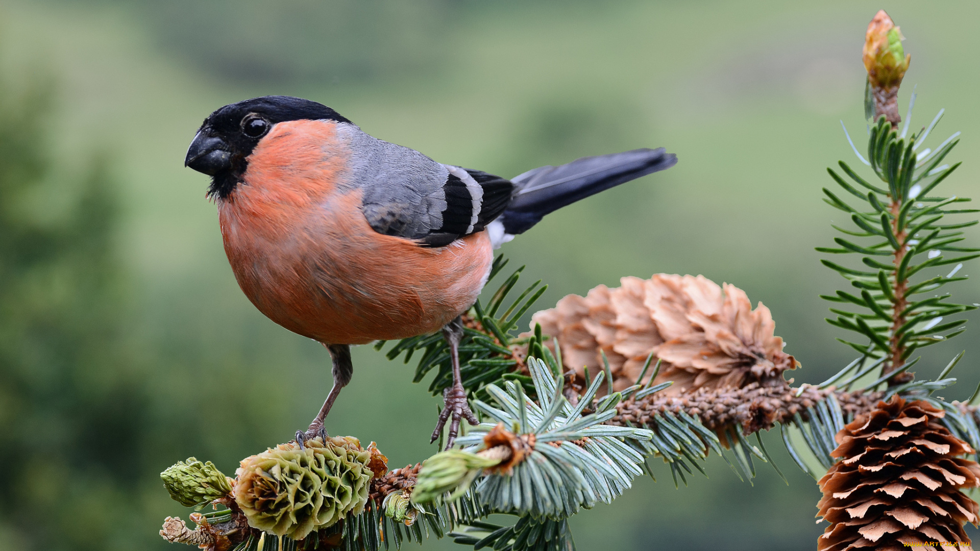 животные, снегири, птичка