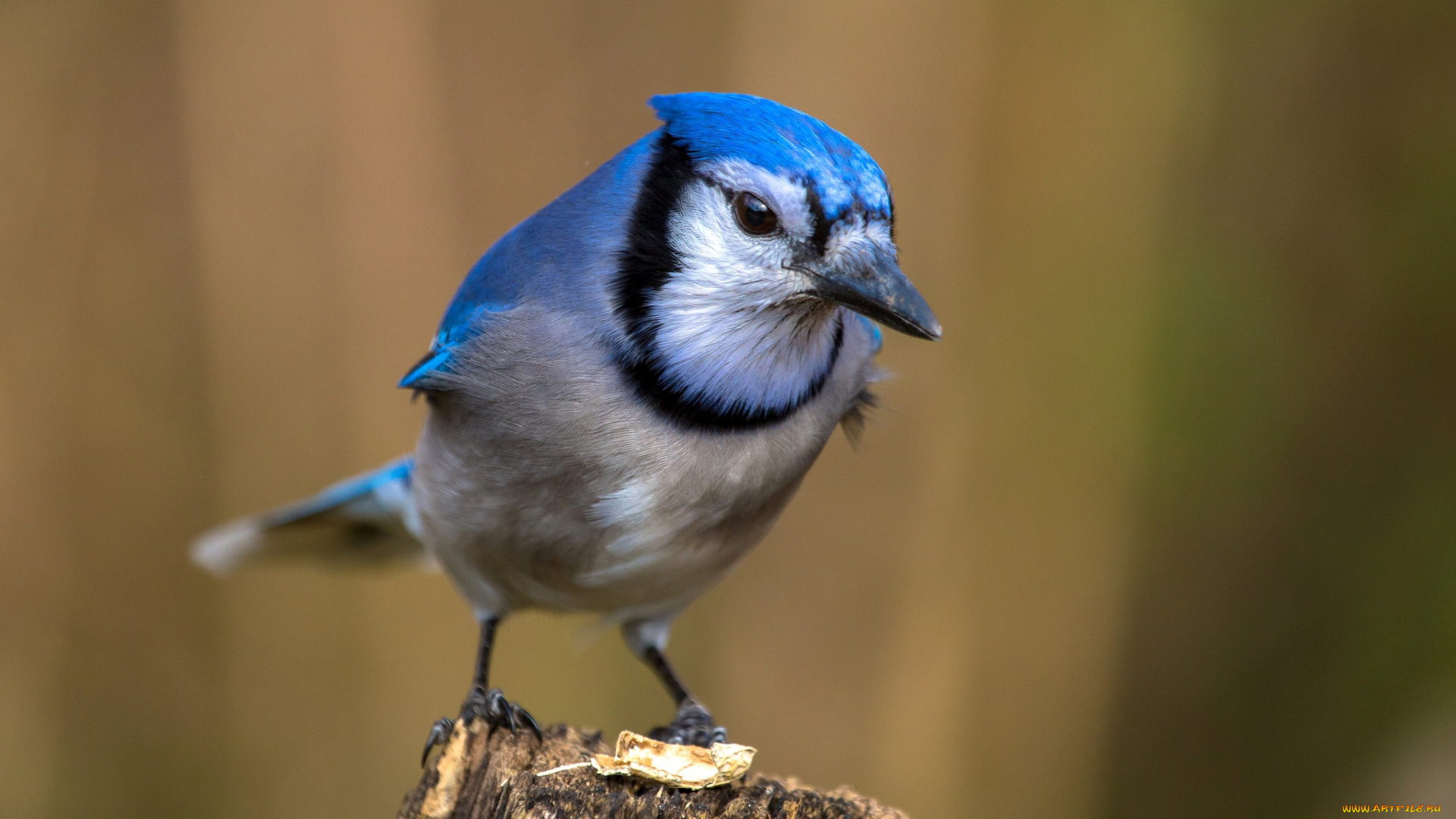 животные, сойки, птичка
