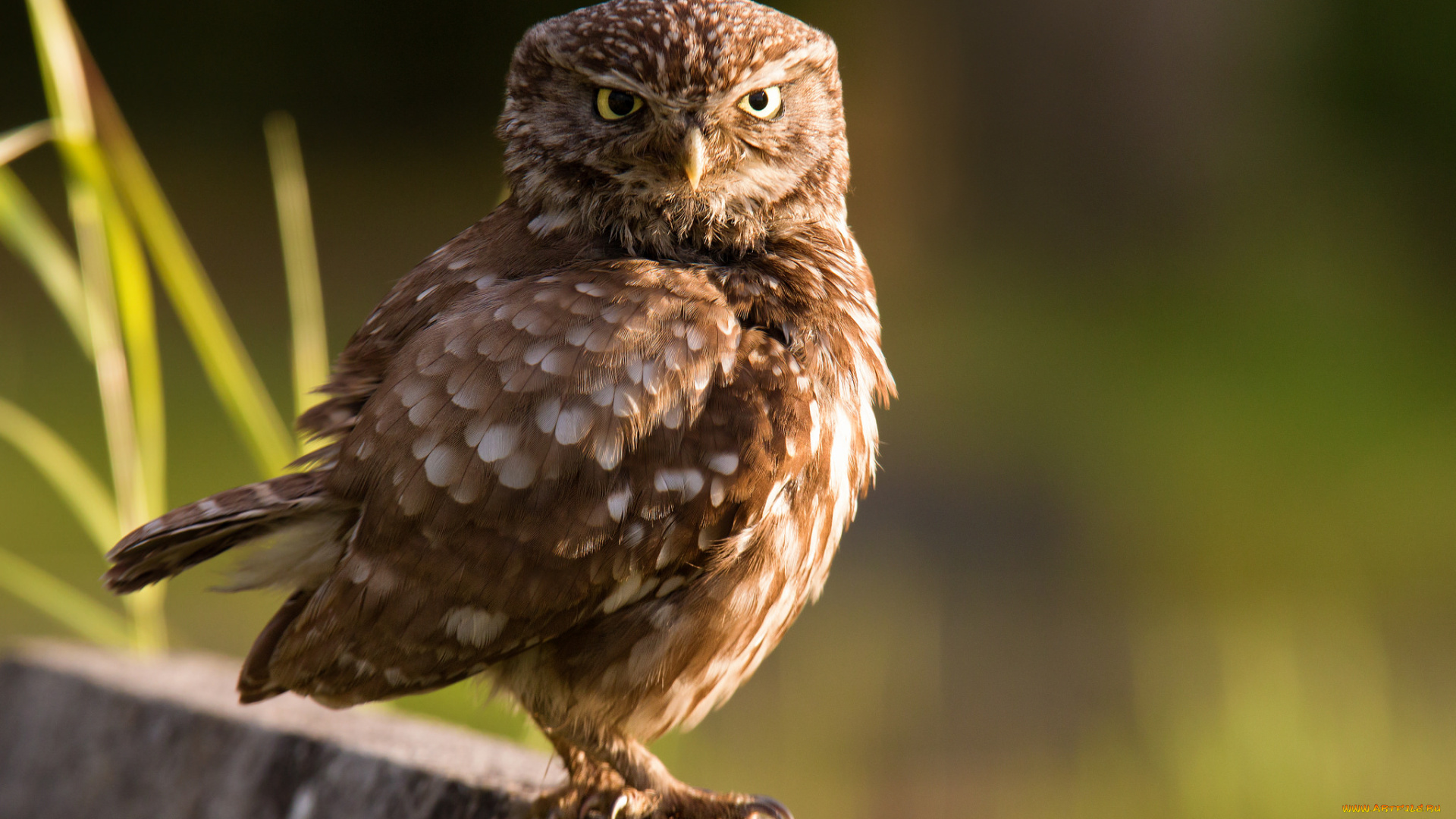 животные, совы, птичка