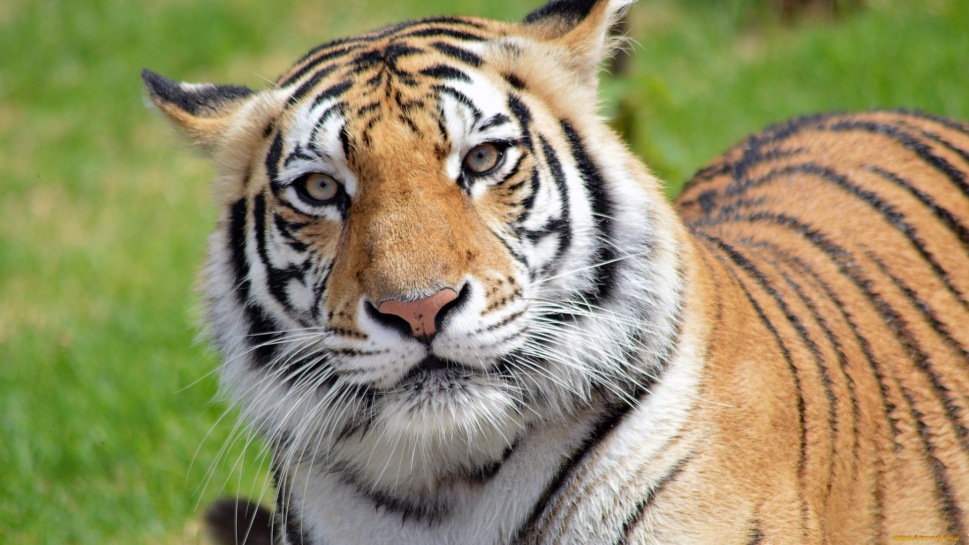 животные, тигры, дикая, кошка, хищник, тигр