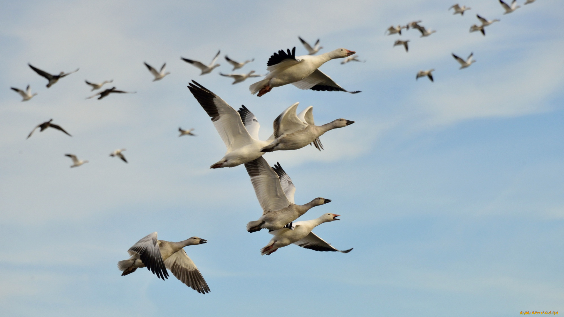животные, утки, полёт, небо, птицы