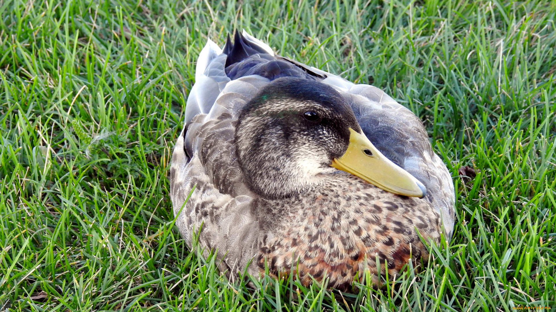 животные, утки, птица, трава