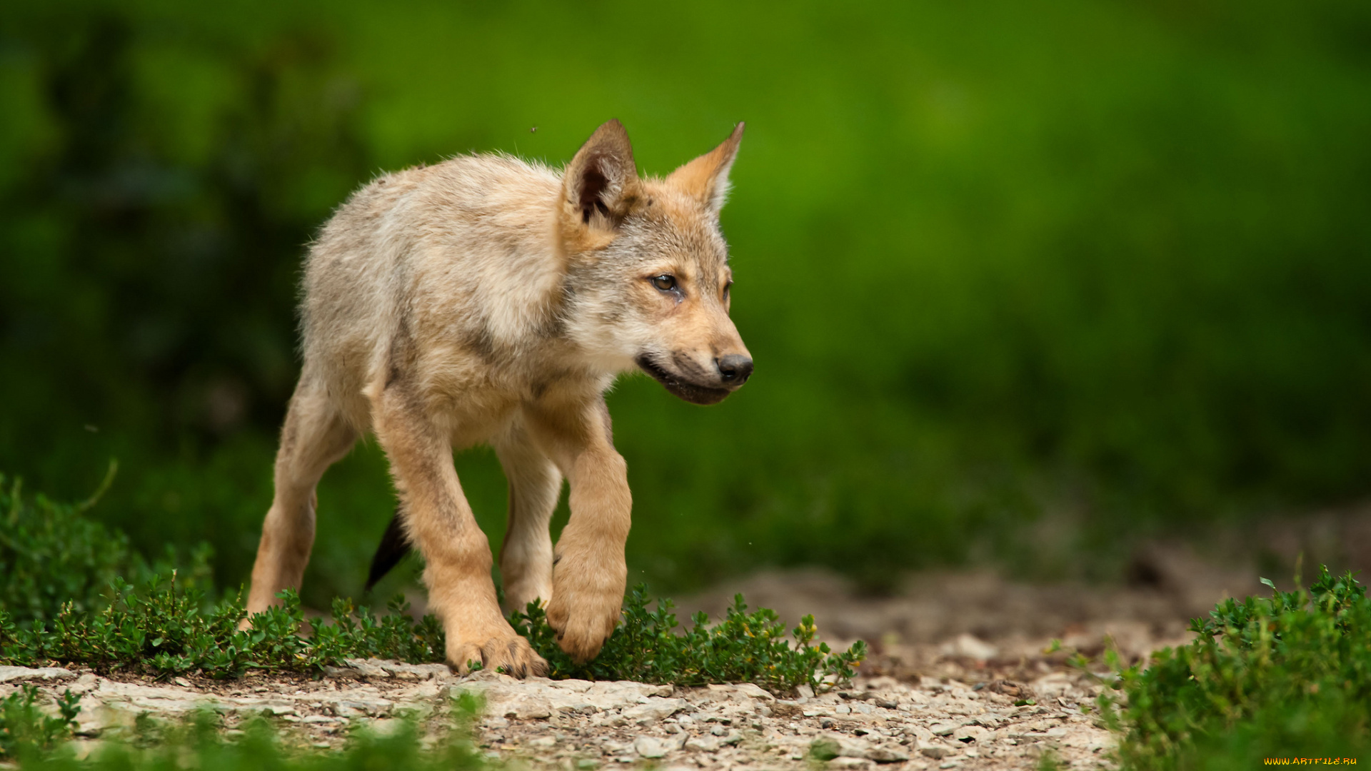 животные, волки, , койоты, , шакалы, волчонок, щенок, трава