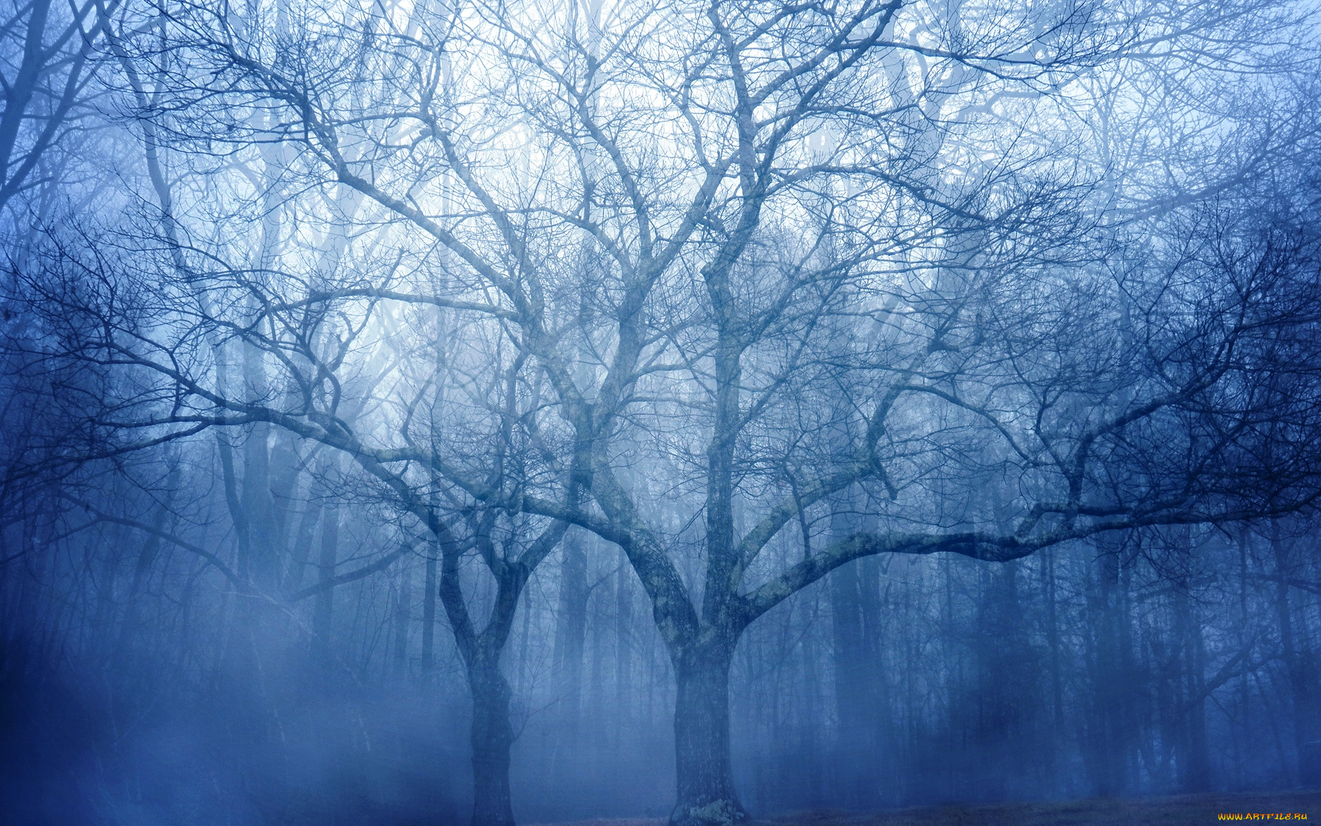 природа, лес, туман, деревья