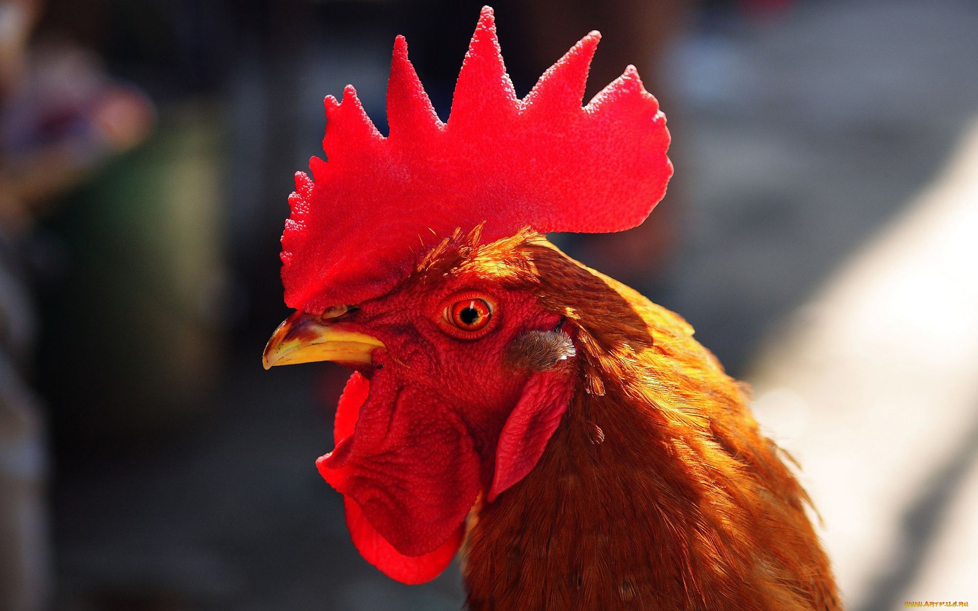 животные, куры, , петухи, 2017, гребешок, птица, символ