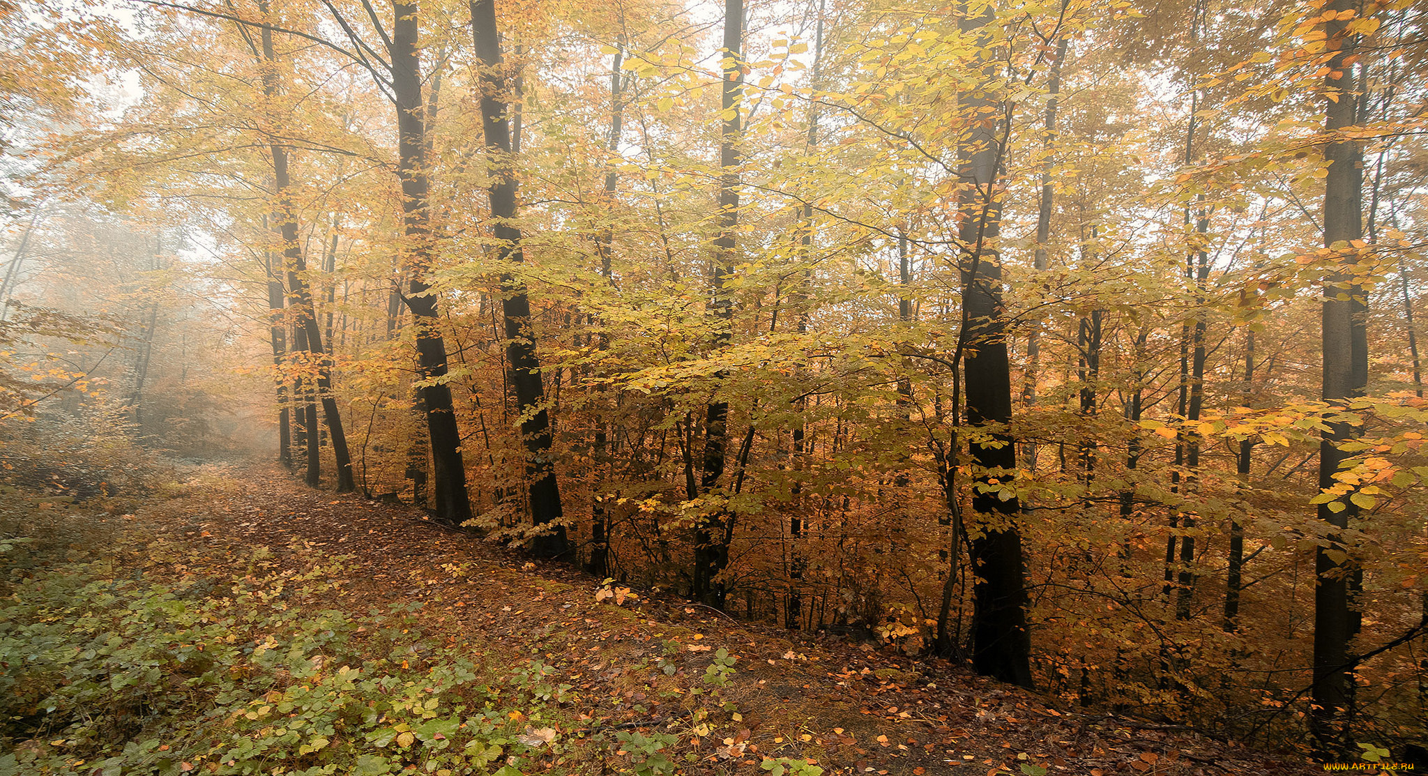 природа, дороги, дорога, осень, лес