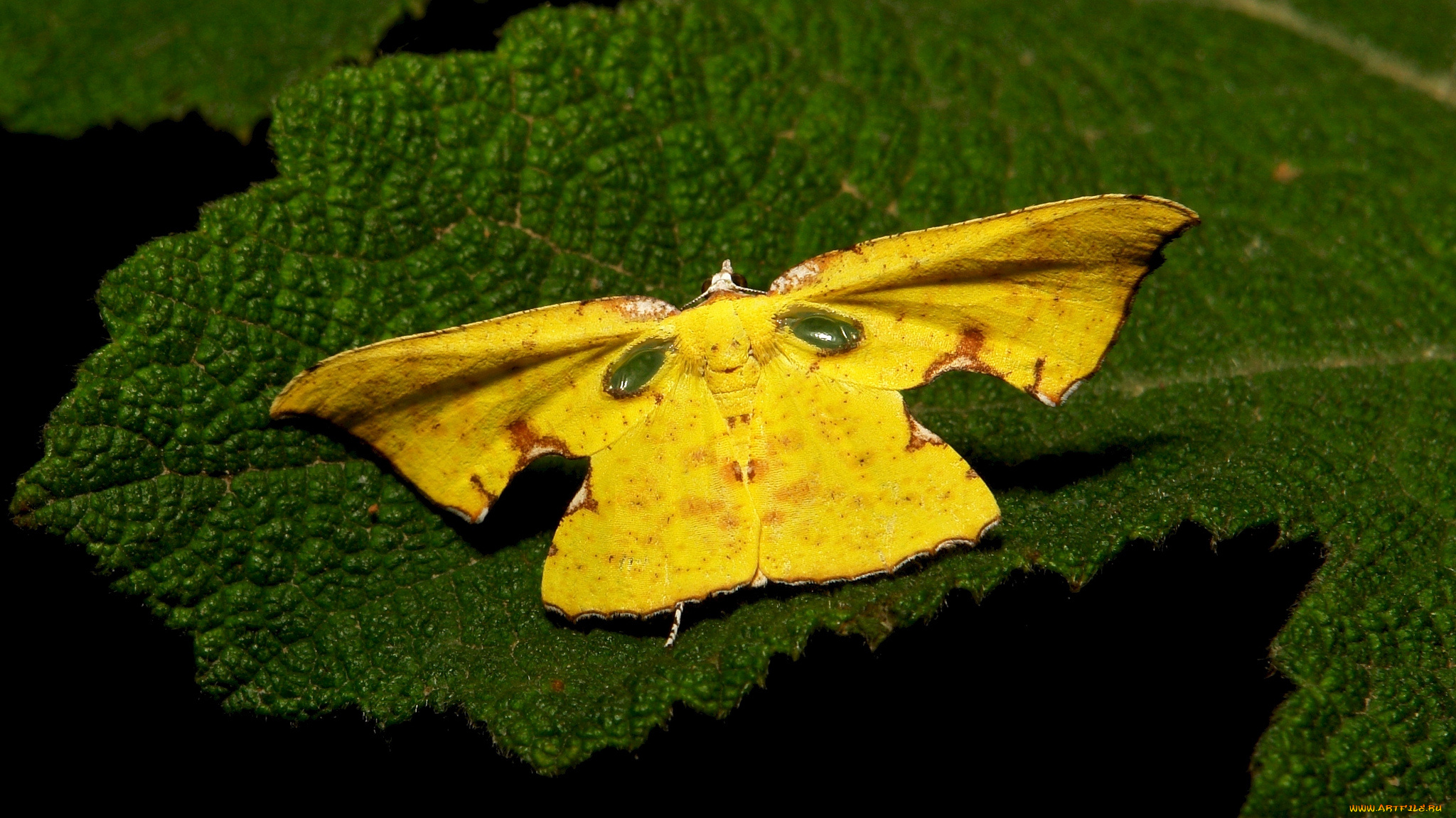 животные, бабочки, , мотыльки, , моли, бабочка