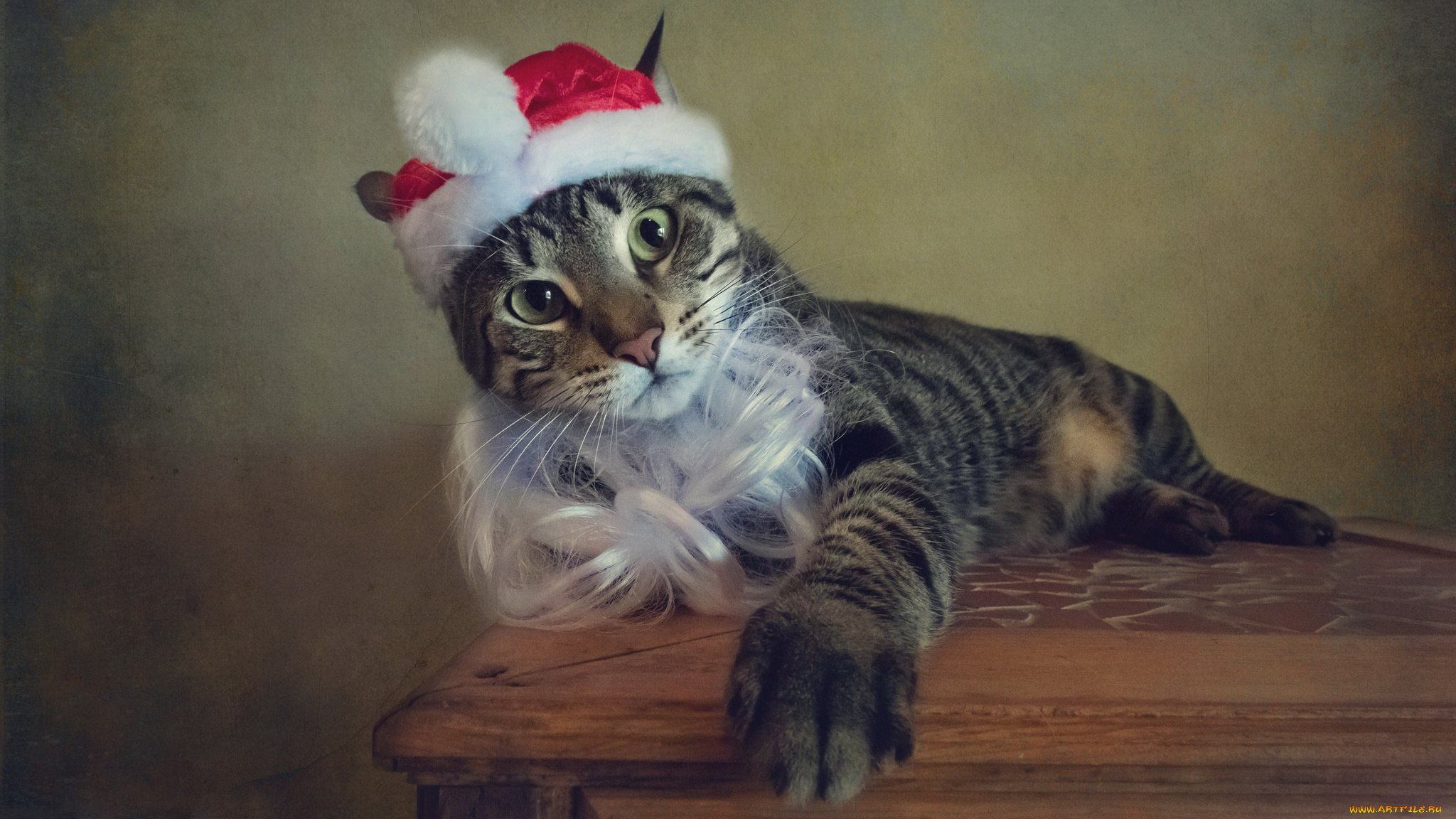 животные, коты, кошка, стиль, борода, праздник, ретро