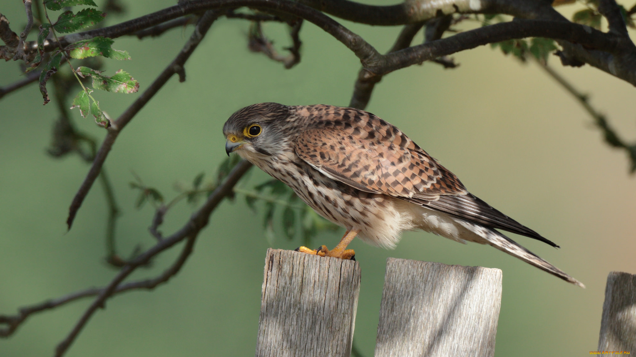 животные, птицы, -, хищники, птичка
