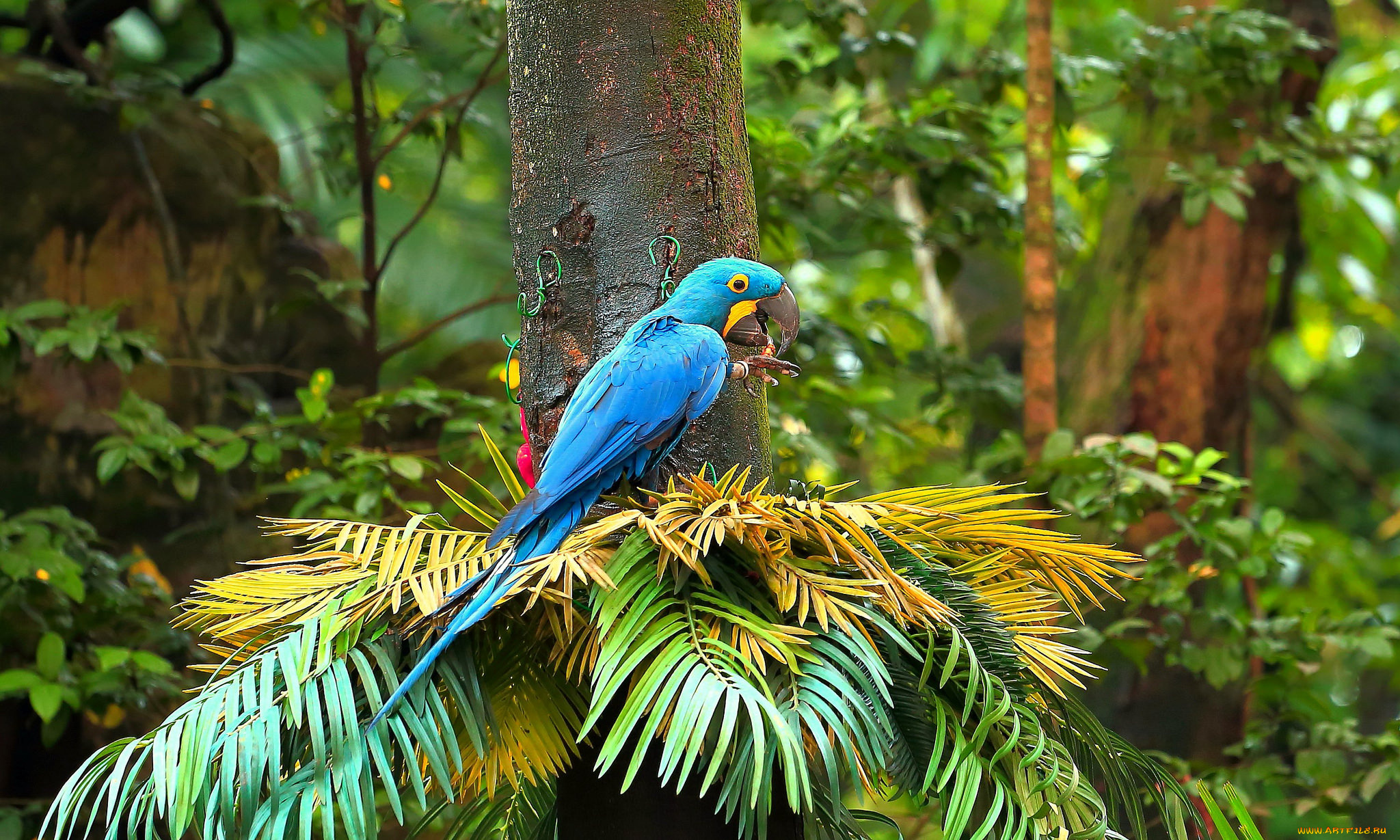 животные, попугаи, птичка