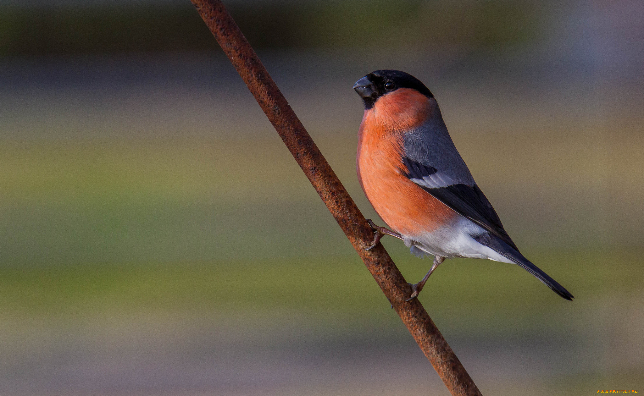 животные, снегири, птичка