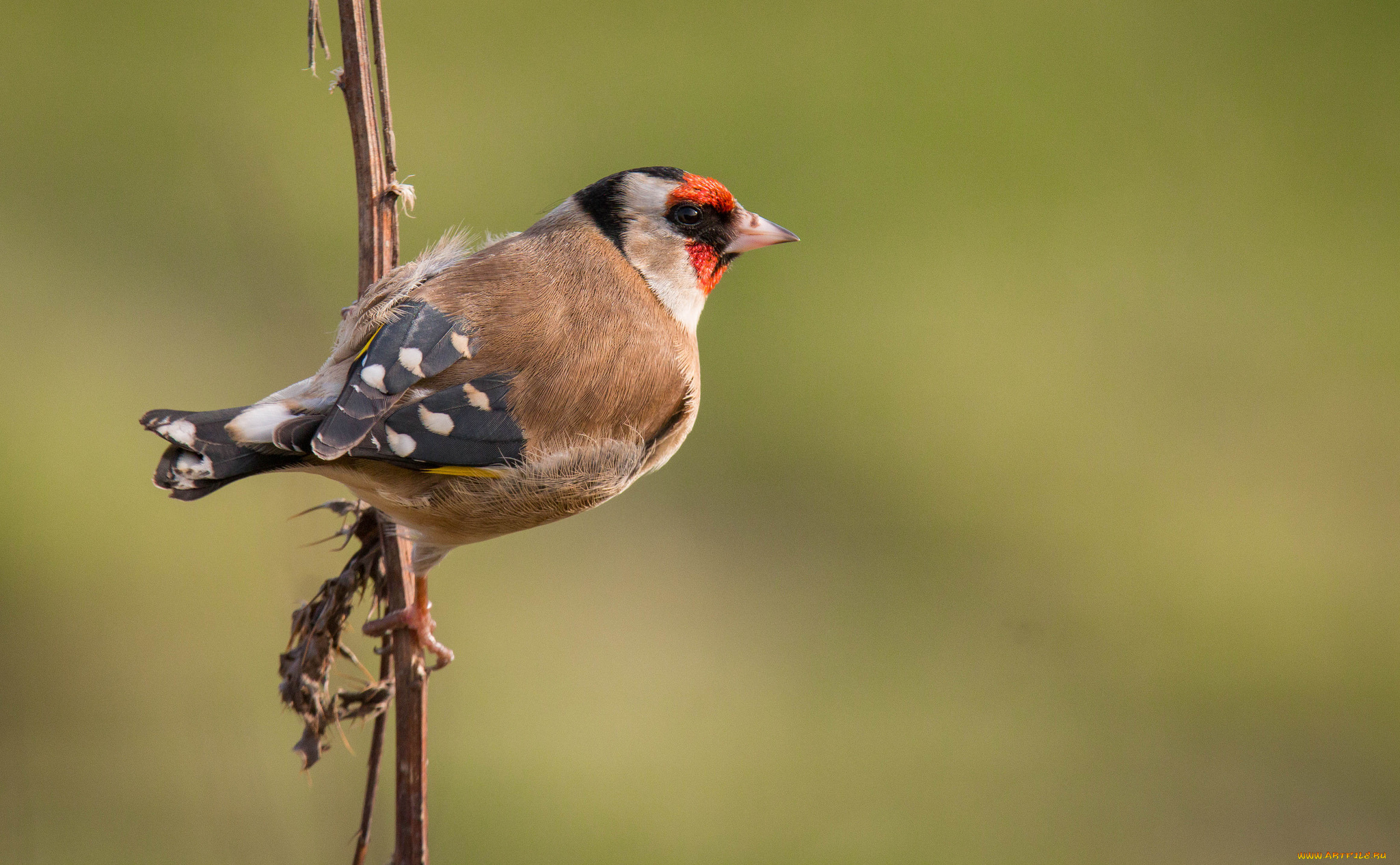 животные, щеглы, , чижи, птичка