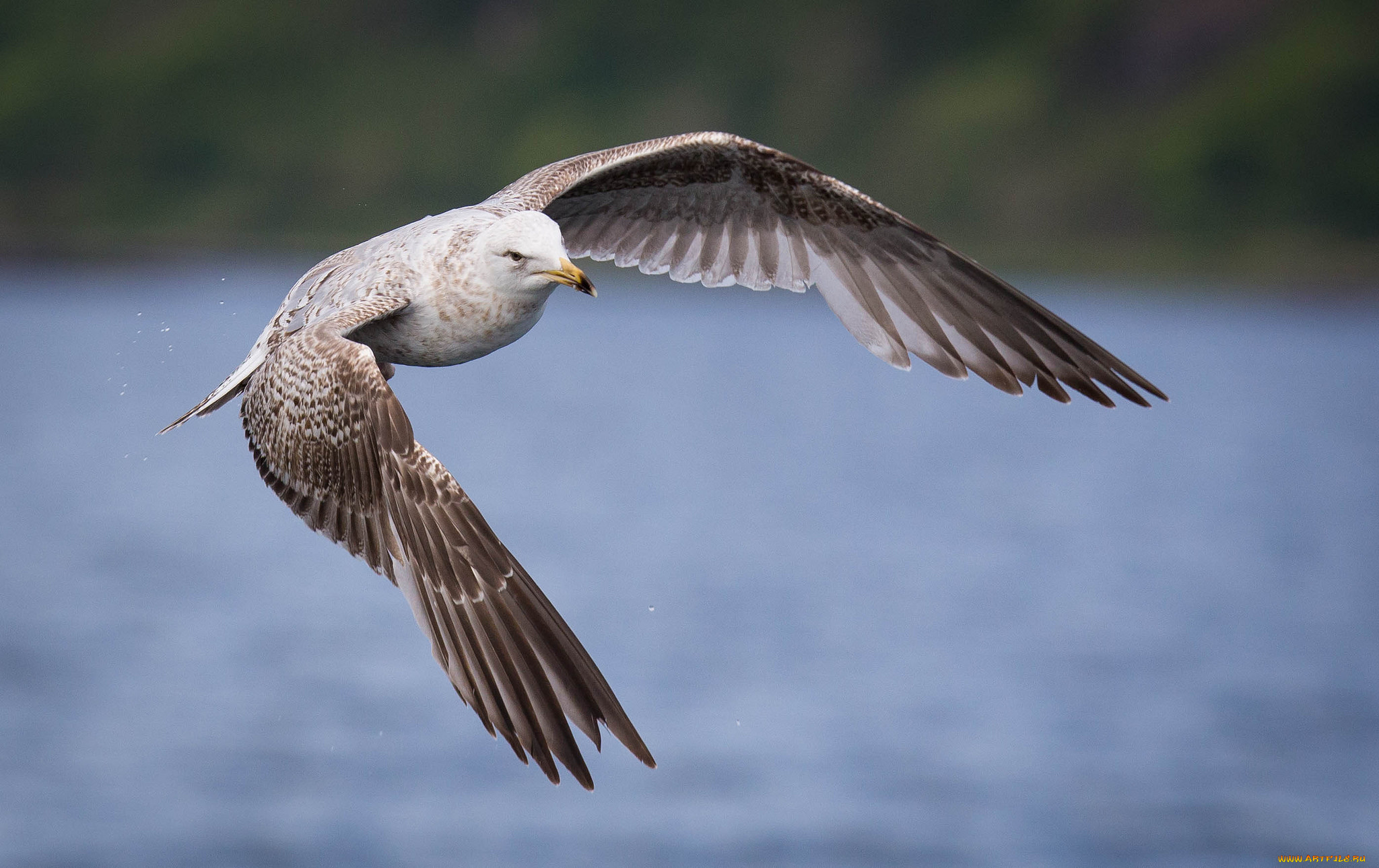животные, Чайки, , бакланы, , крачки, птичка