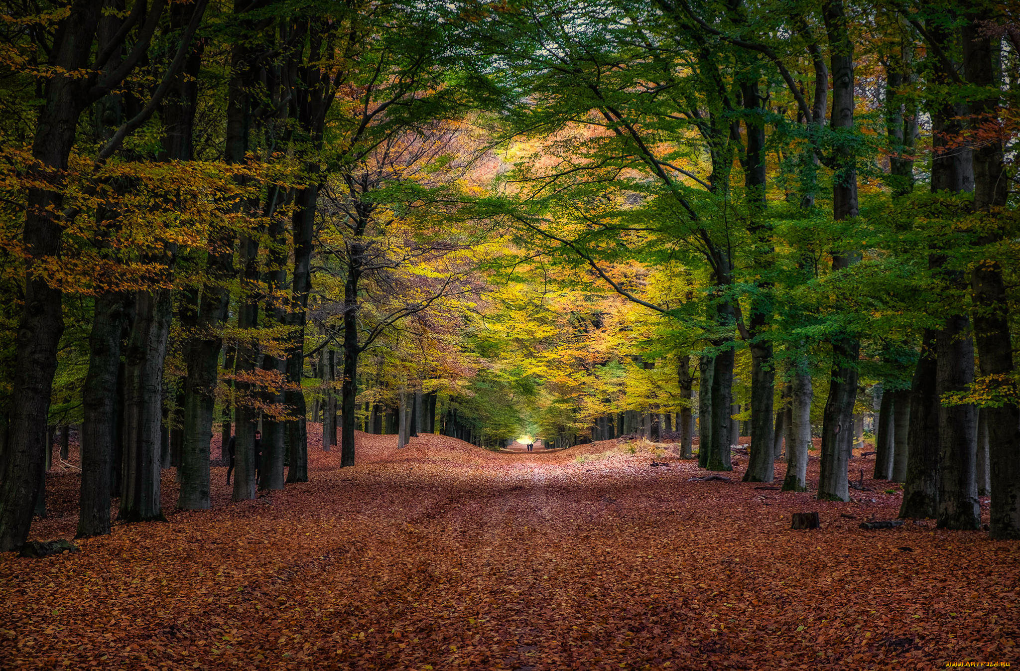 природа, дороги, дорога, осень, лес