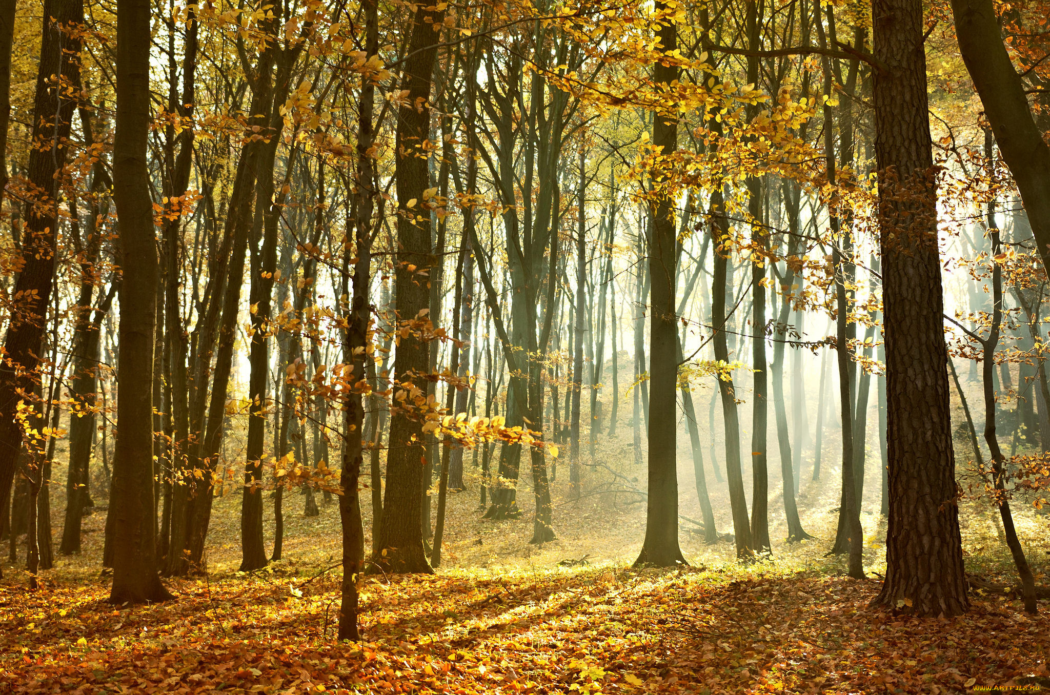 природа, лес, деревья