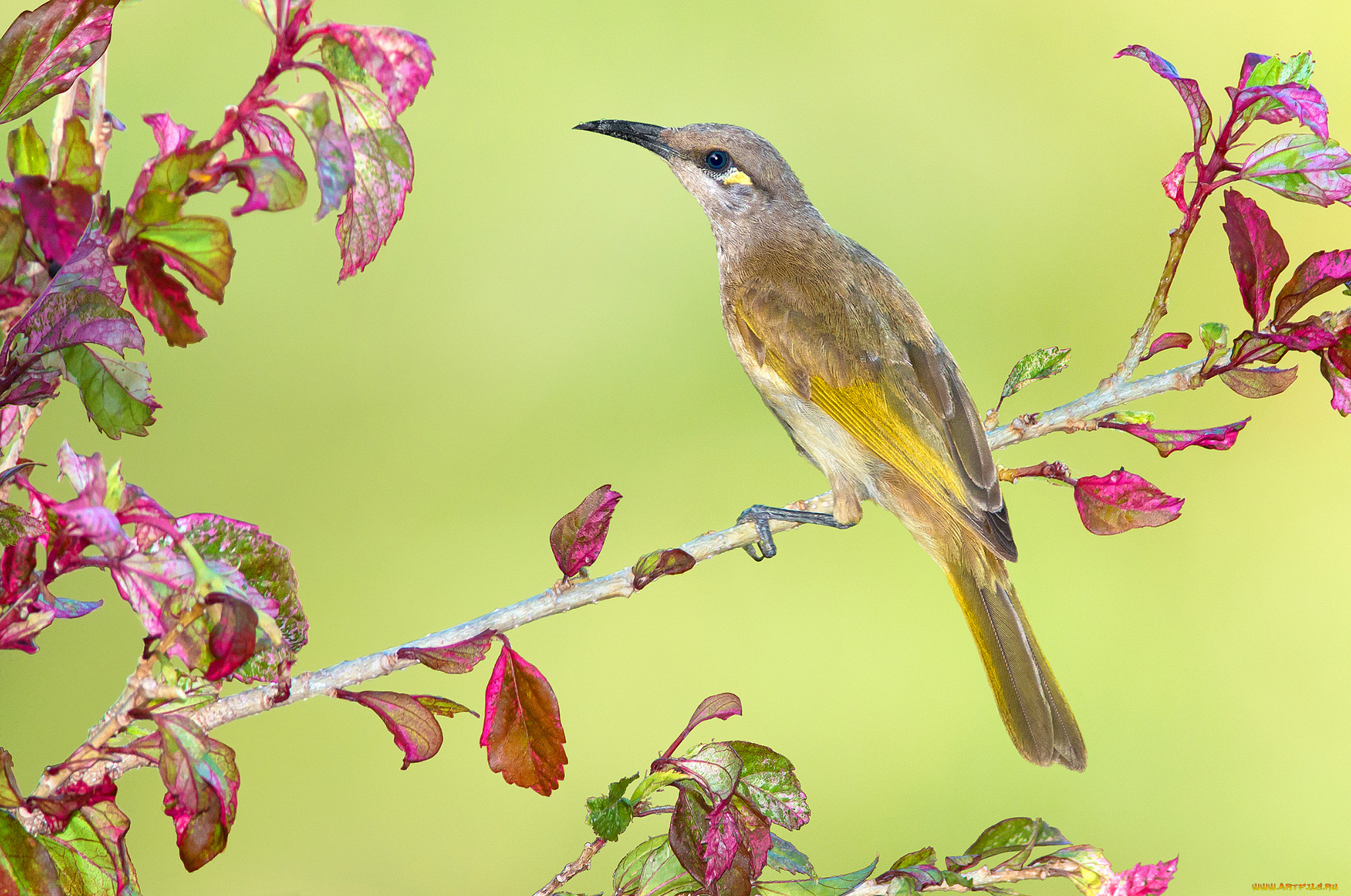 животные, птицы, птичка