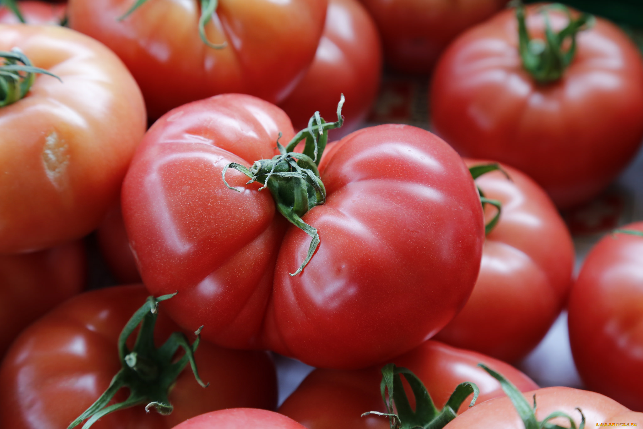 еда, помидоры, томаты