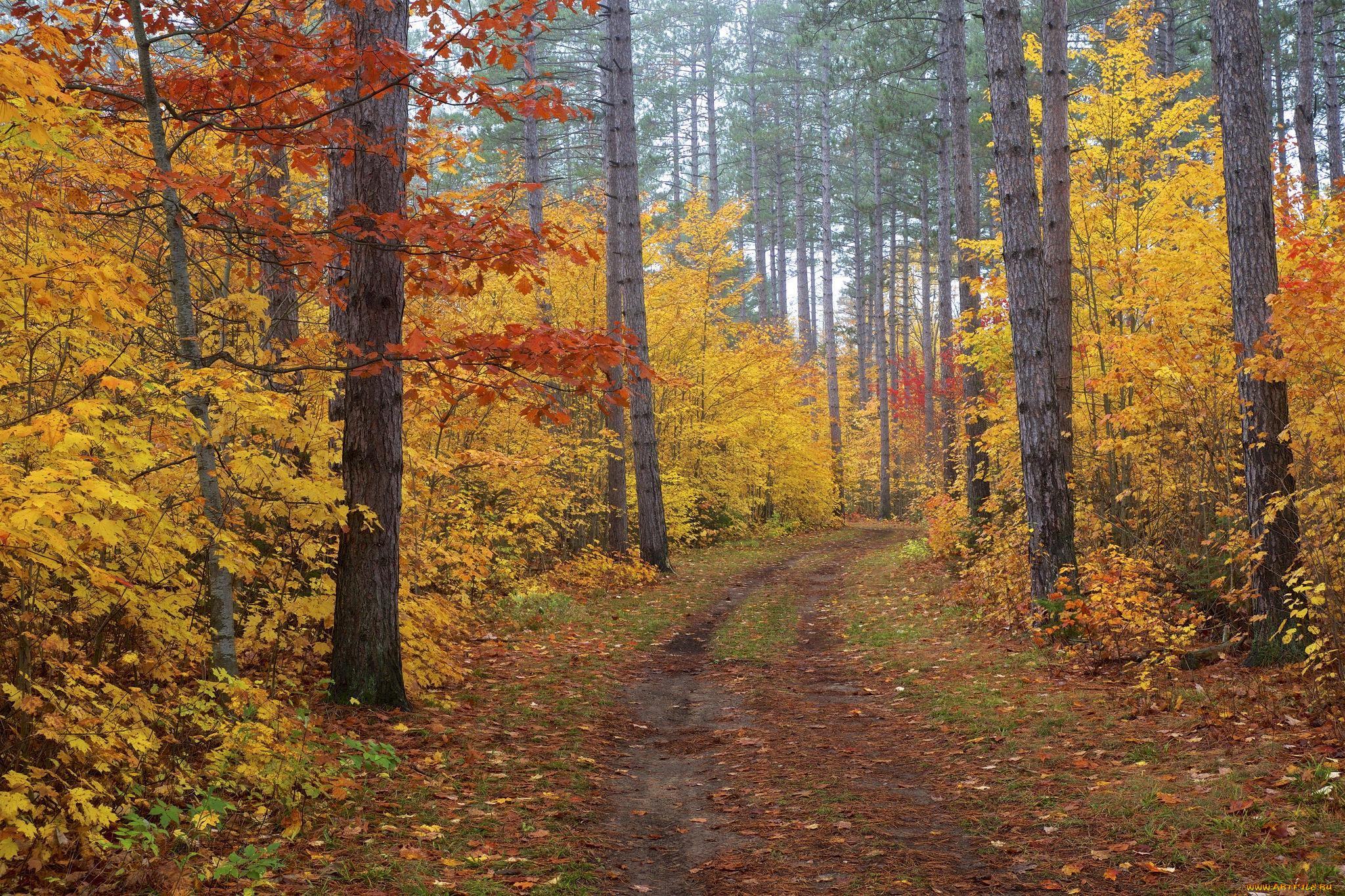 природа, дороги, дорога, осень, лес