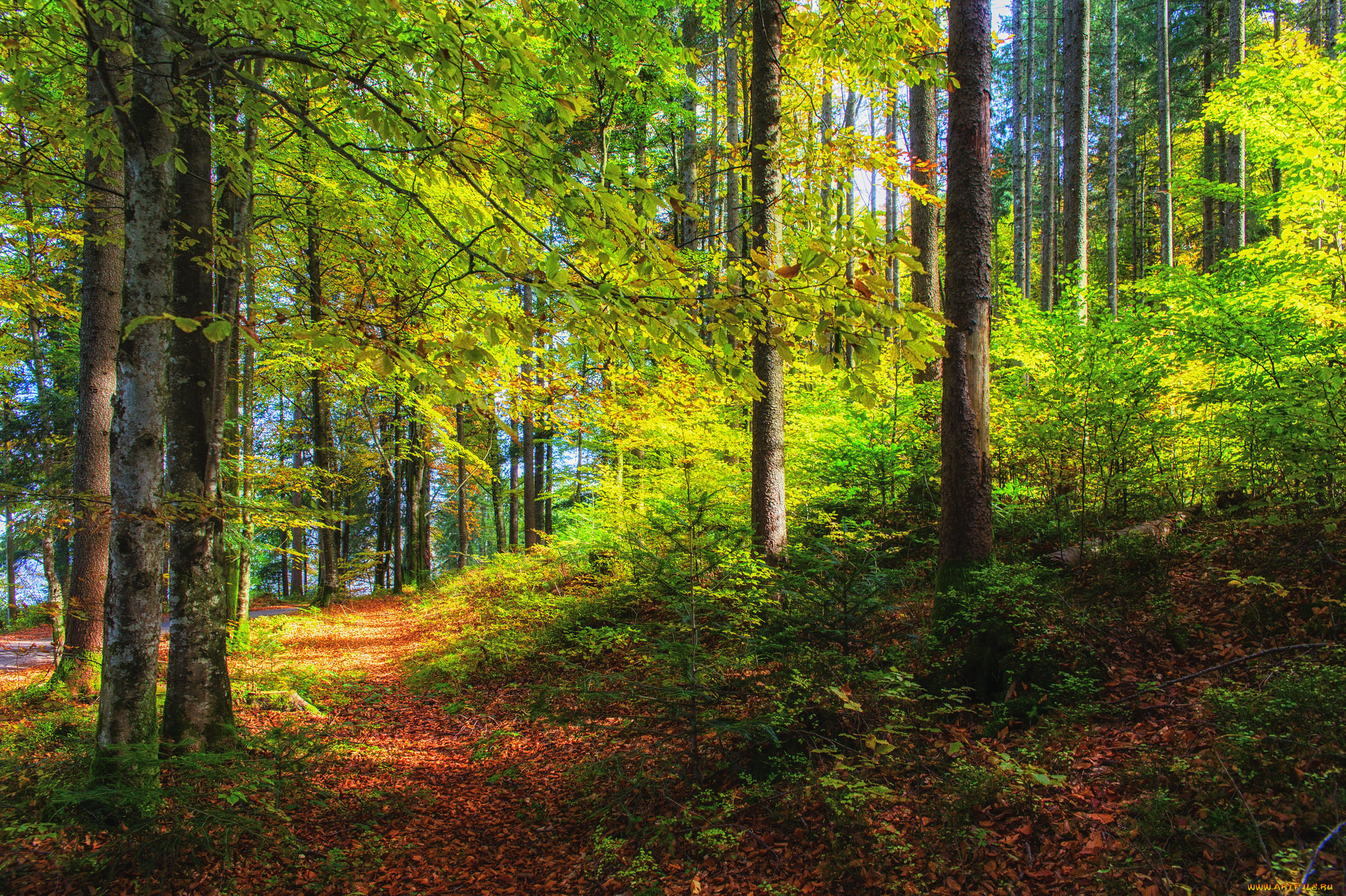 природа, дороги, осень, дорога, лес