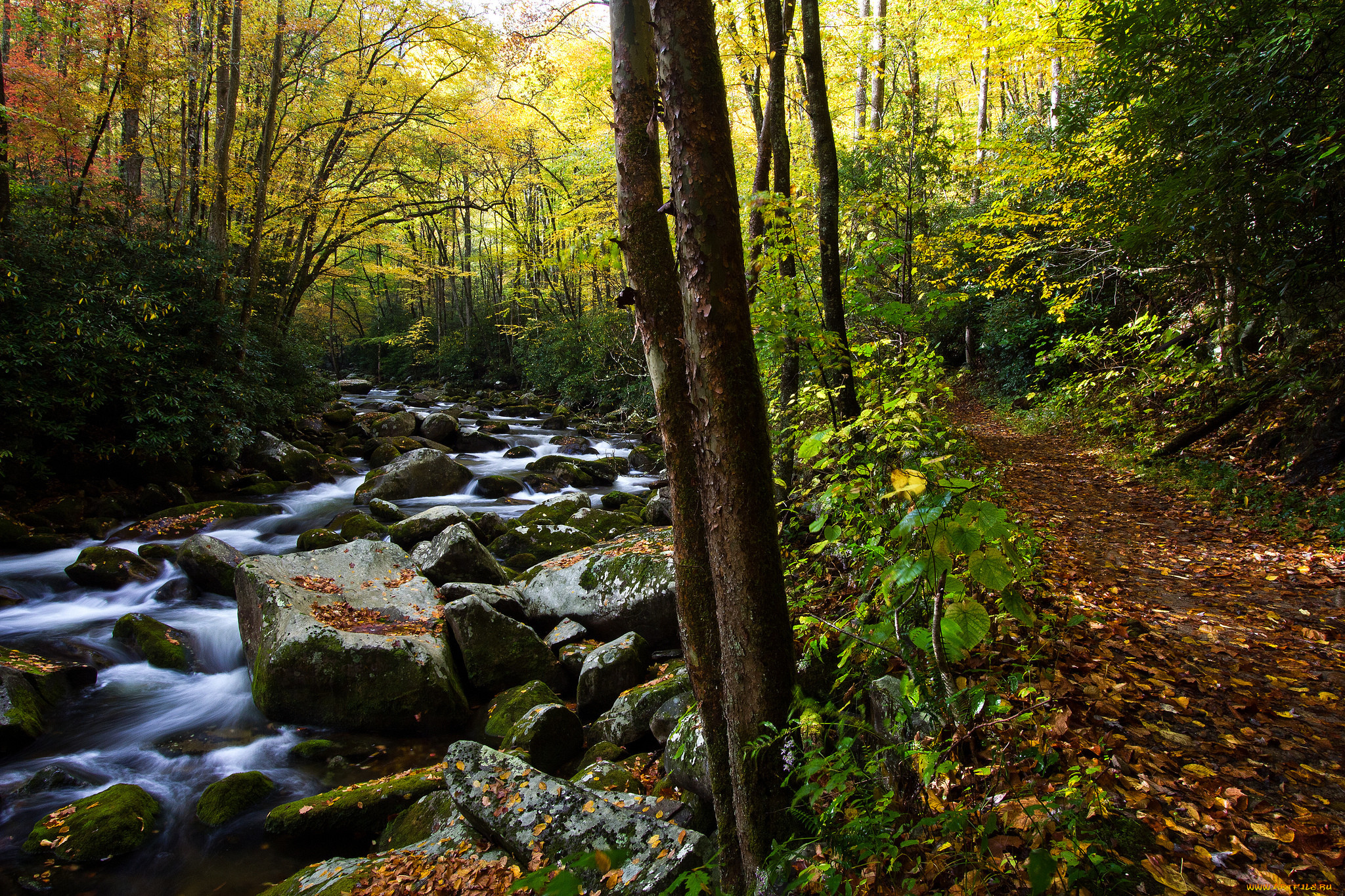 природа, реки, озера, деревья, река