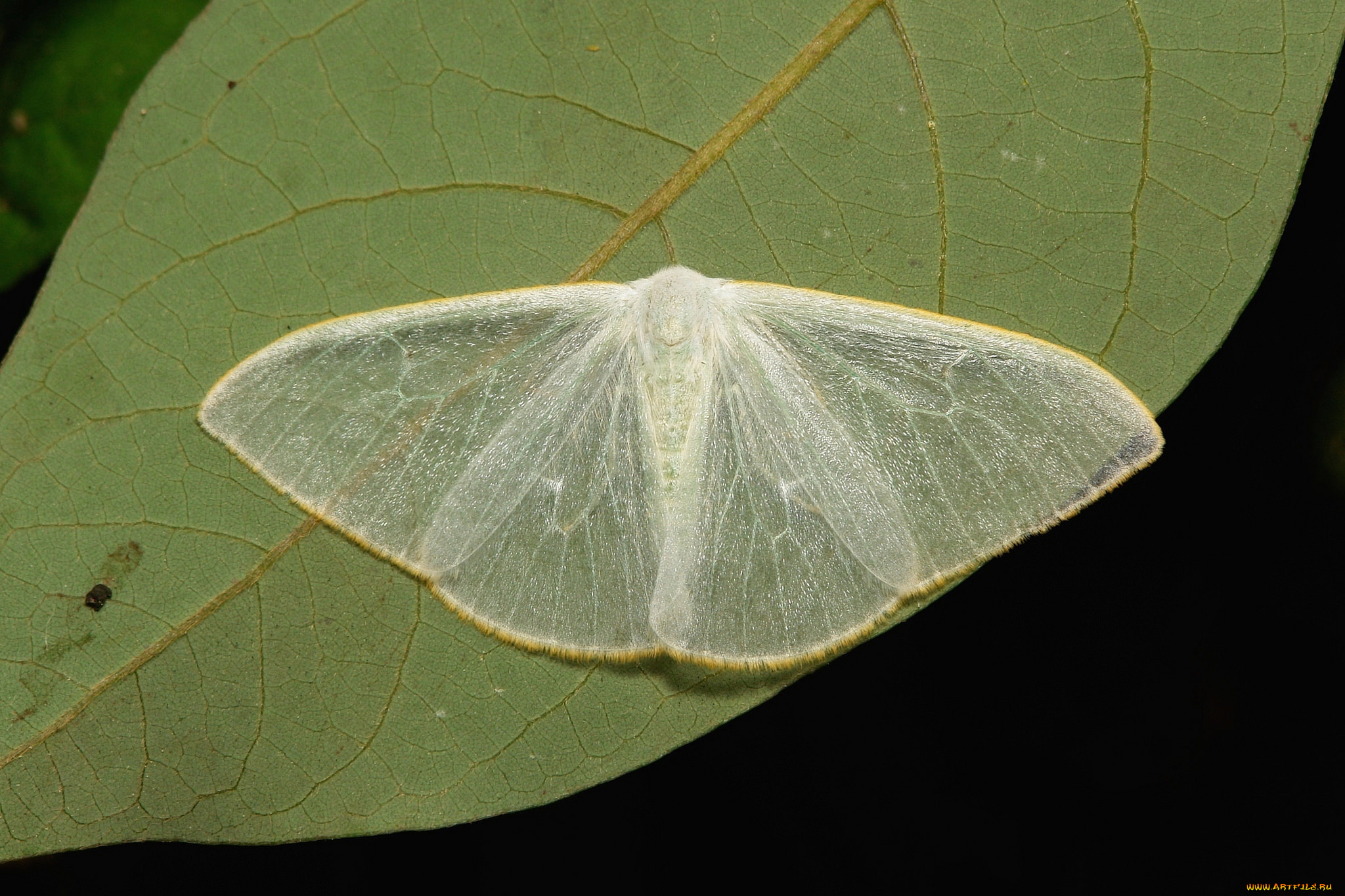 животные, бабочки, , мотыльки, , моли, моль, бабочка