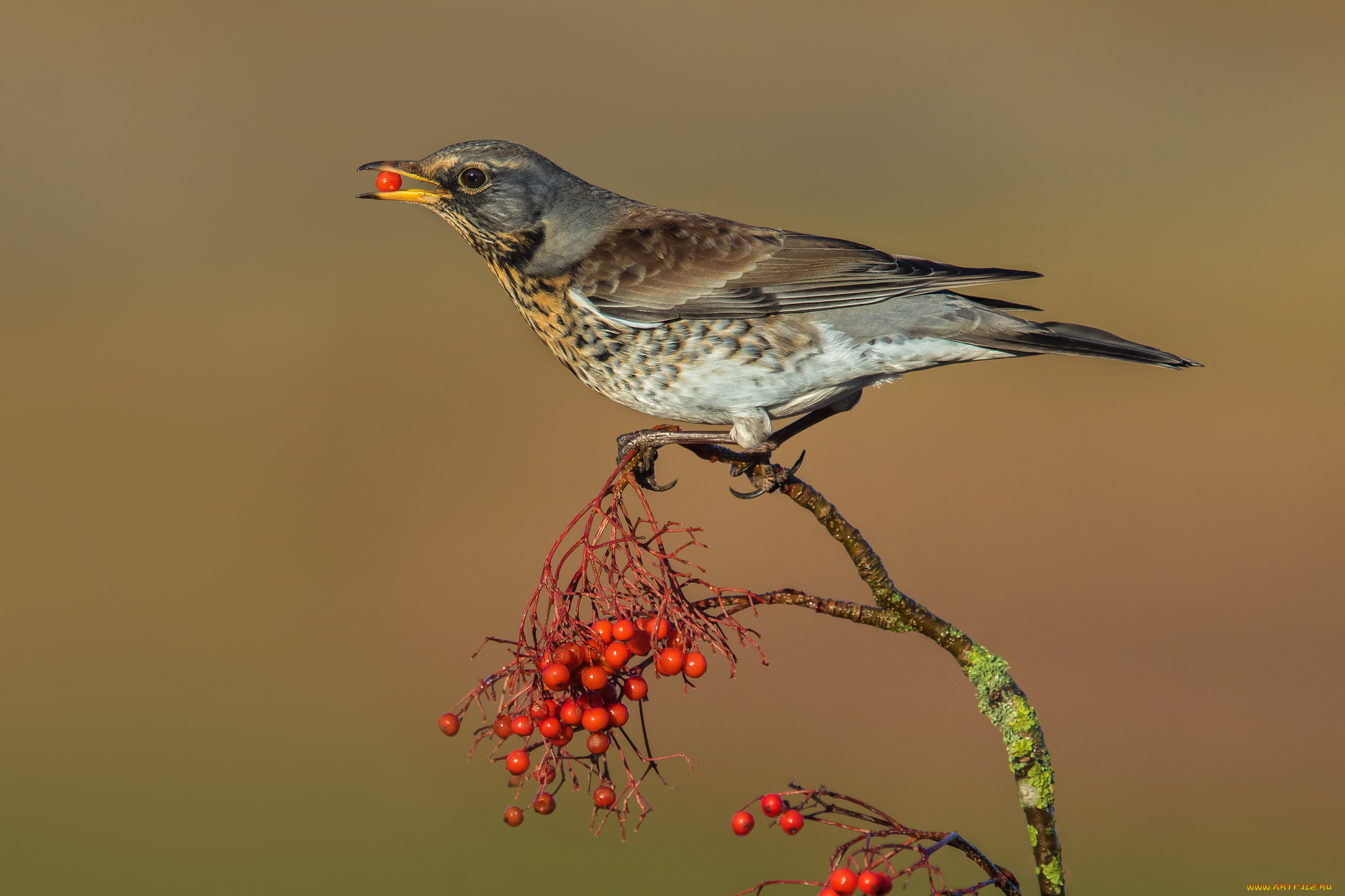 животные, птицы, птичка