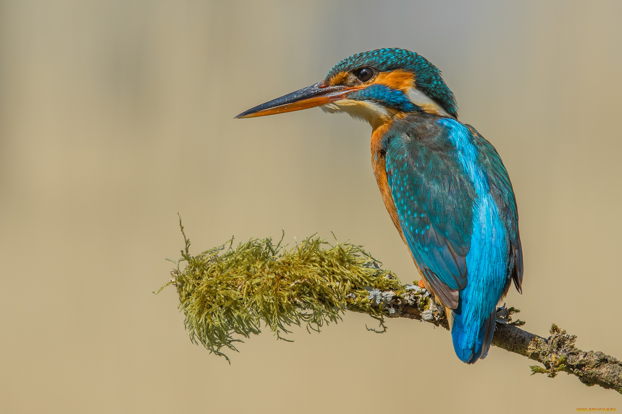 животные, зимородки, птичка