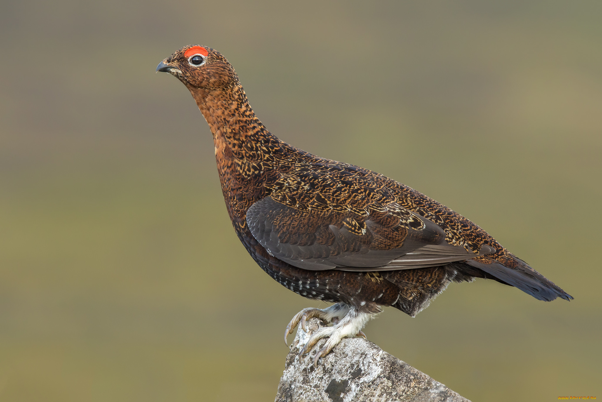 животные, глухари, , тетерева, птичка