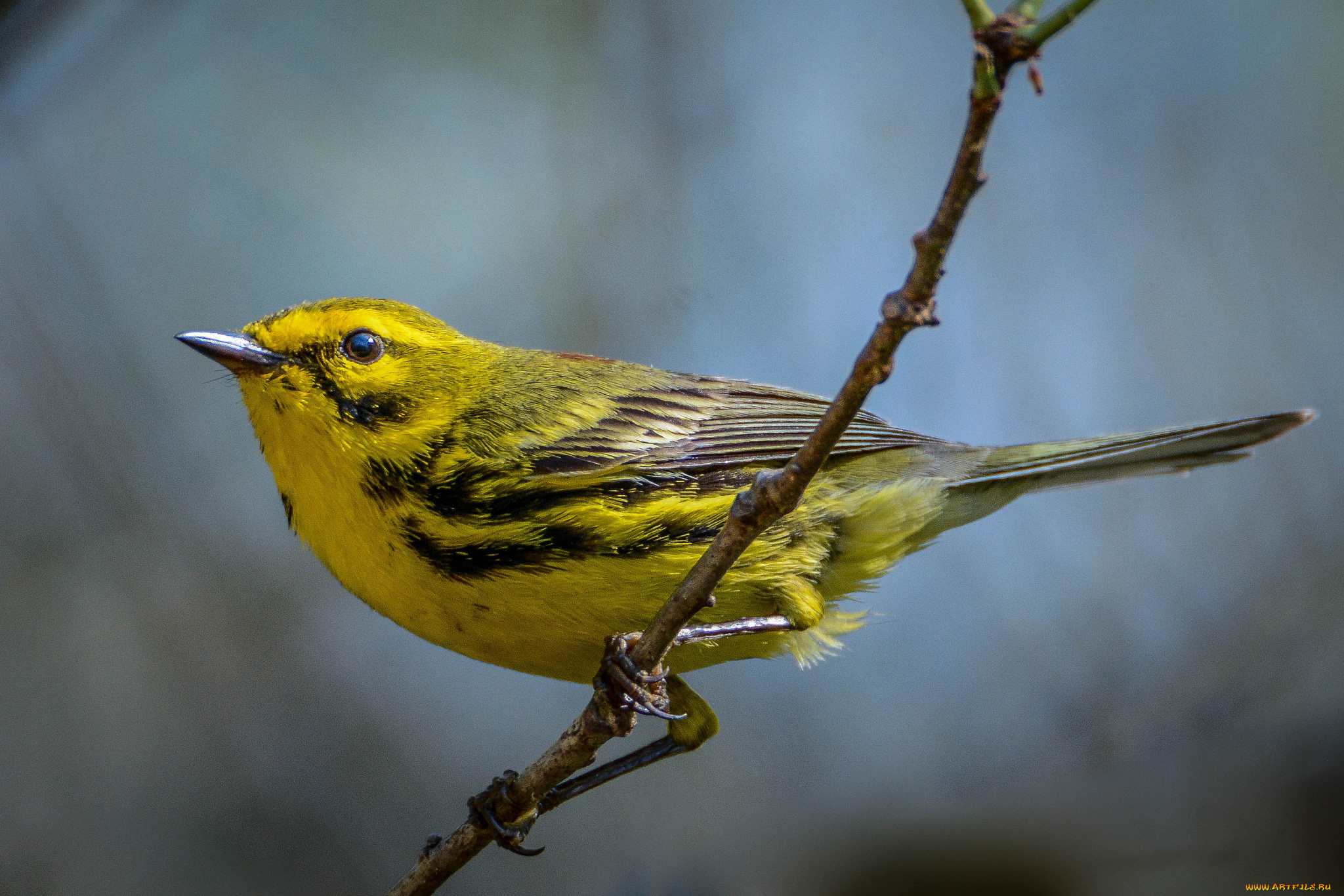 животные, птицы, птичка