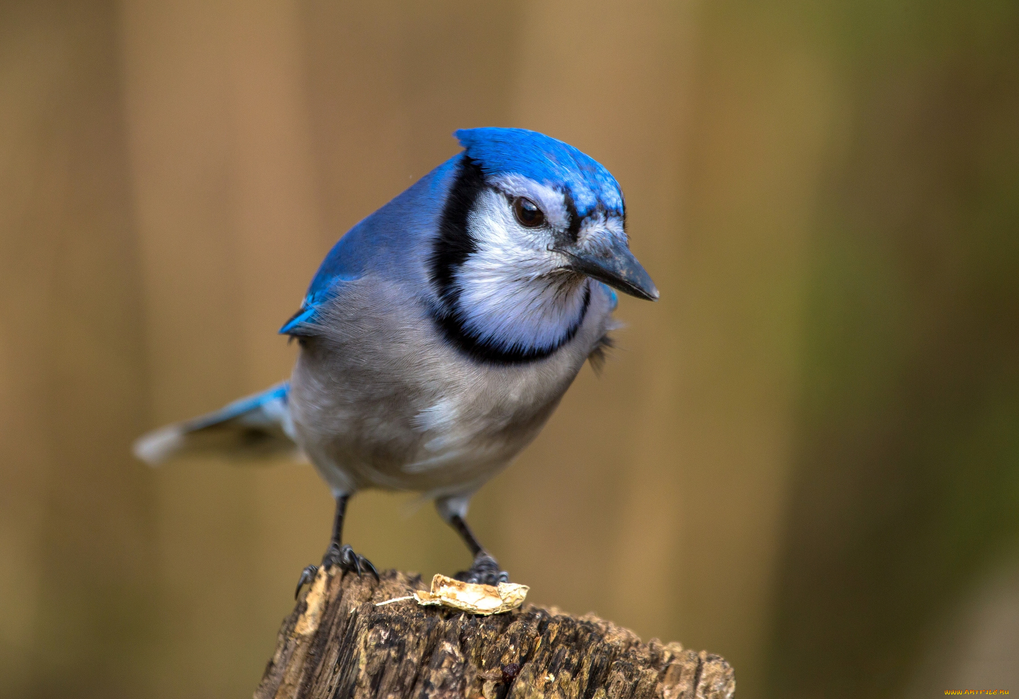 животные, сойки, птичка