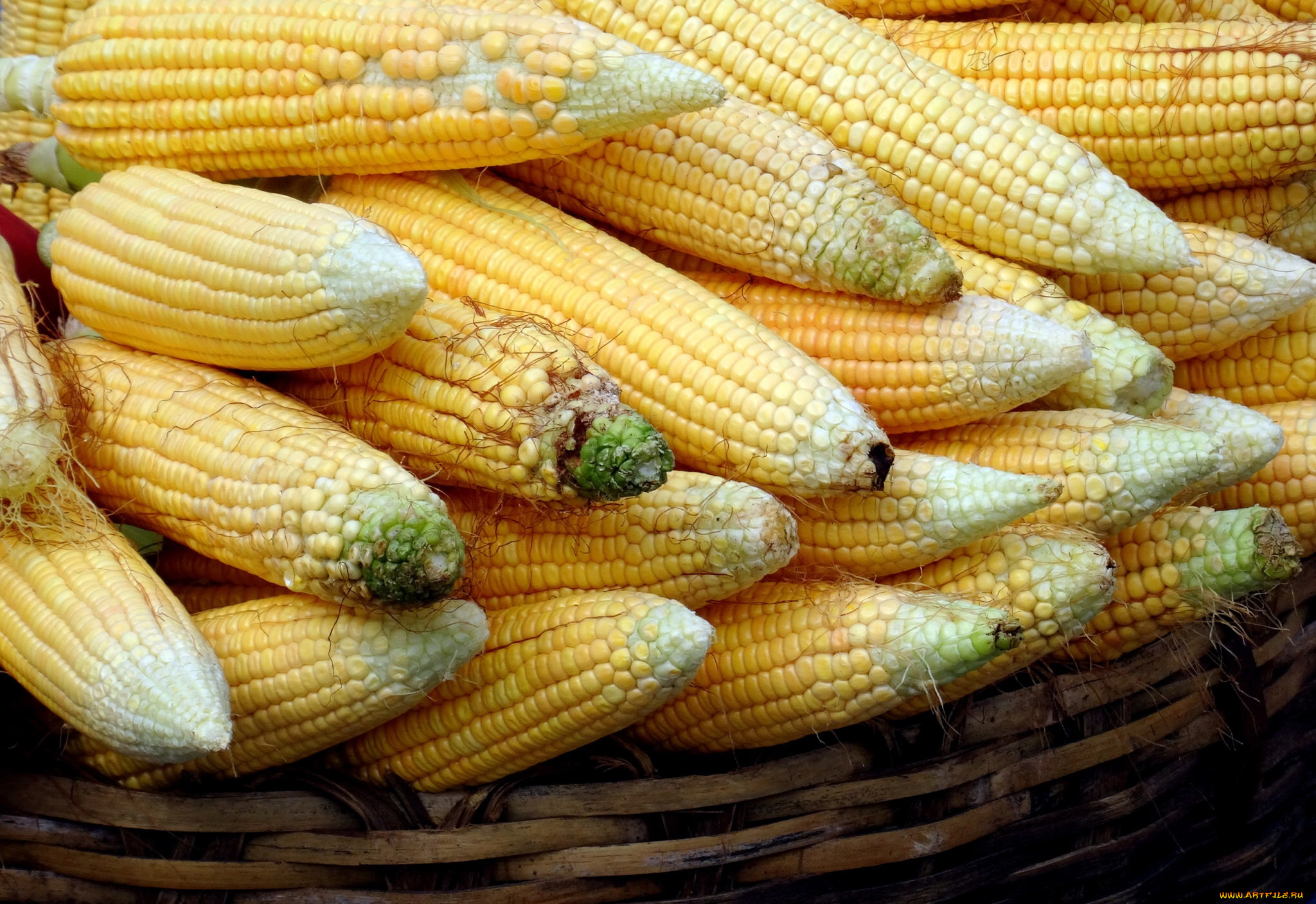 еда, кукуруза, початки