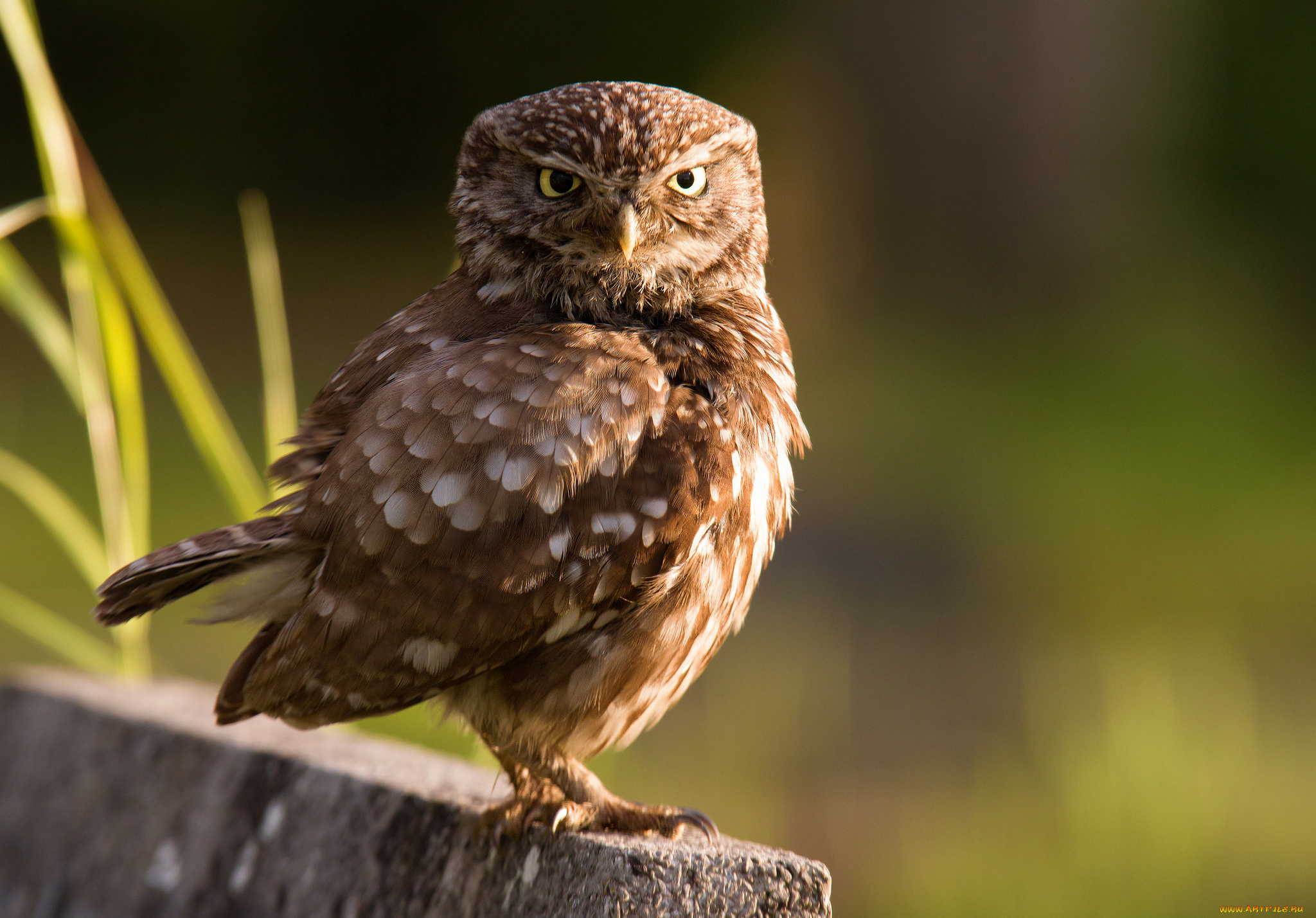 животные, совы, птичка