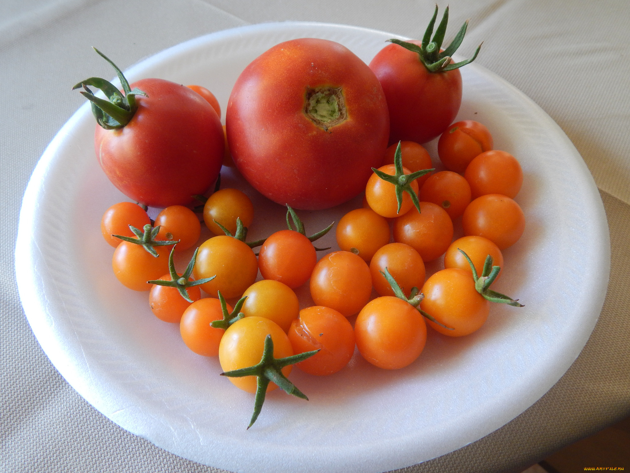 еда, помидоры, томаты