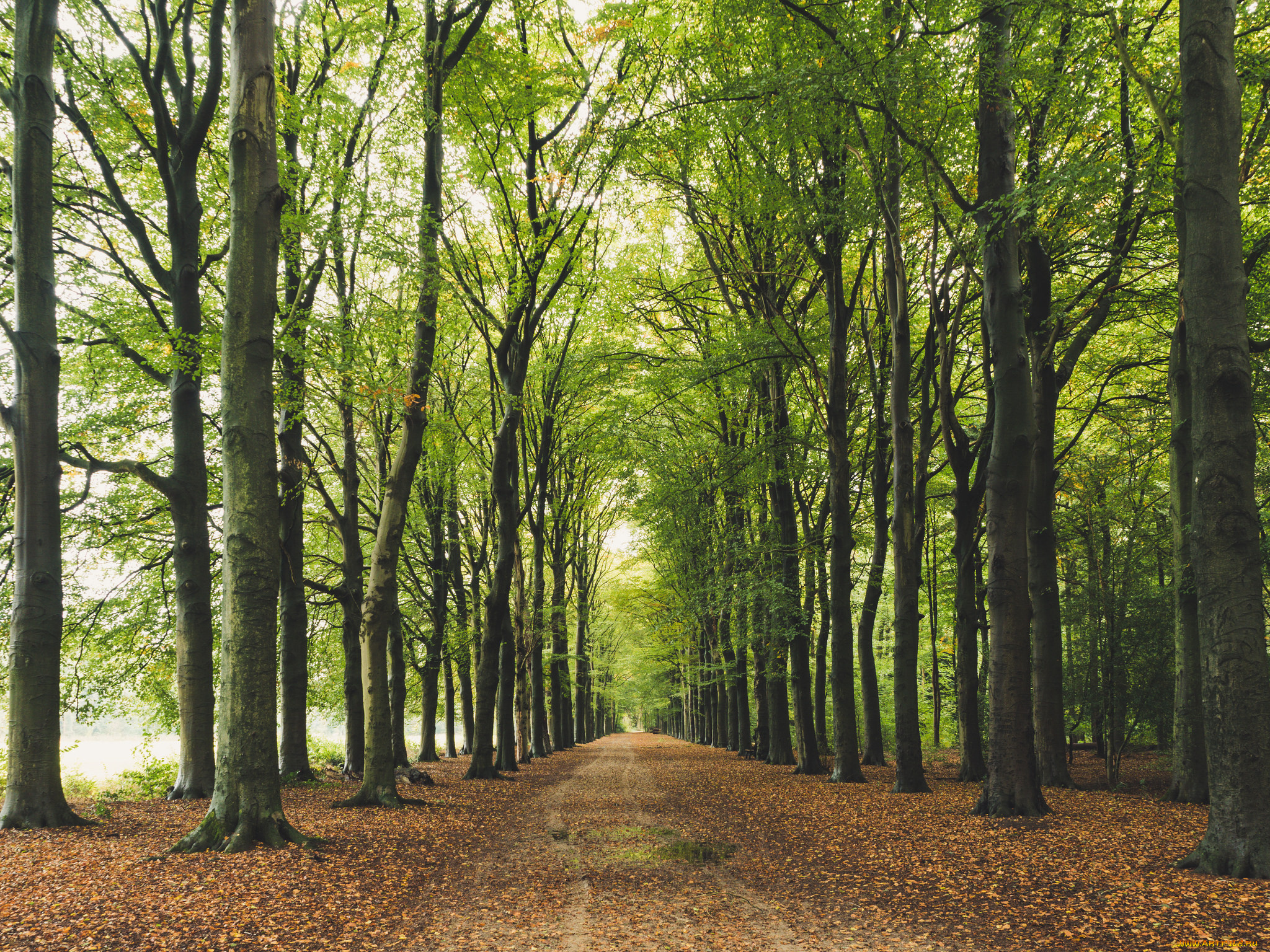 природа, дороги, лес, дорога