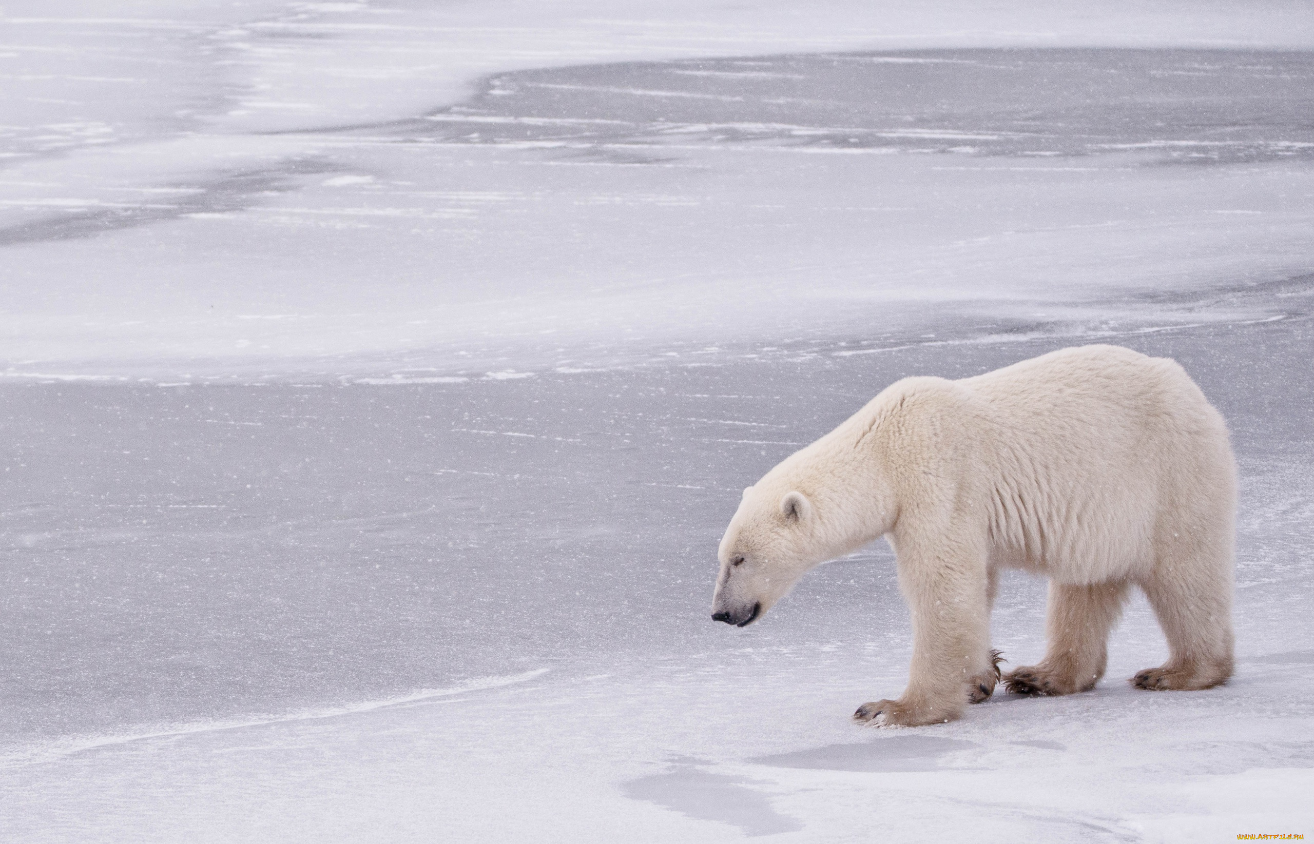 животные, медведи, медведь, снег