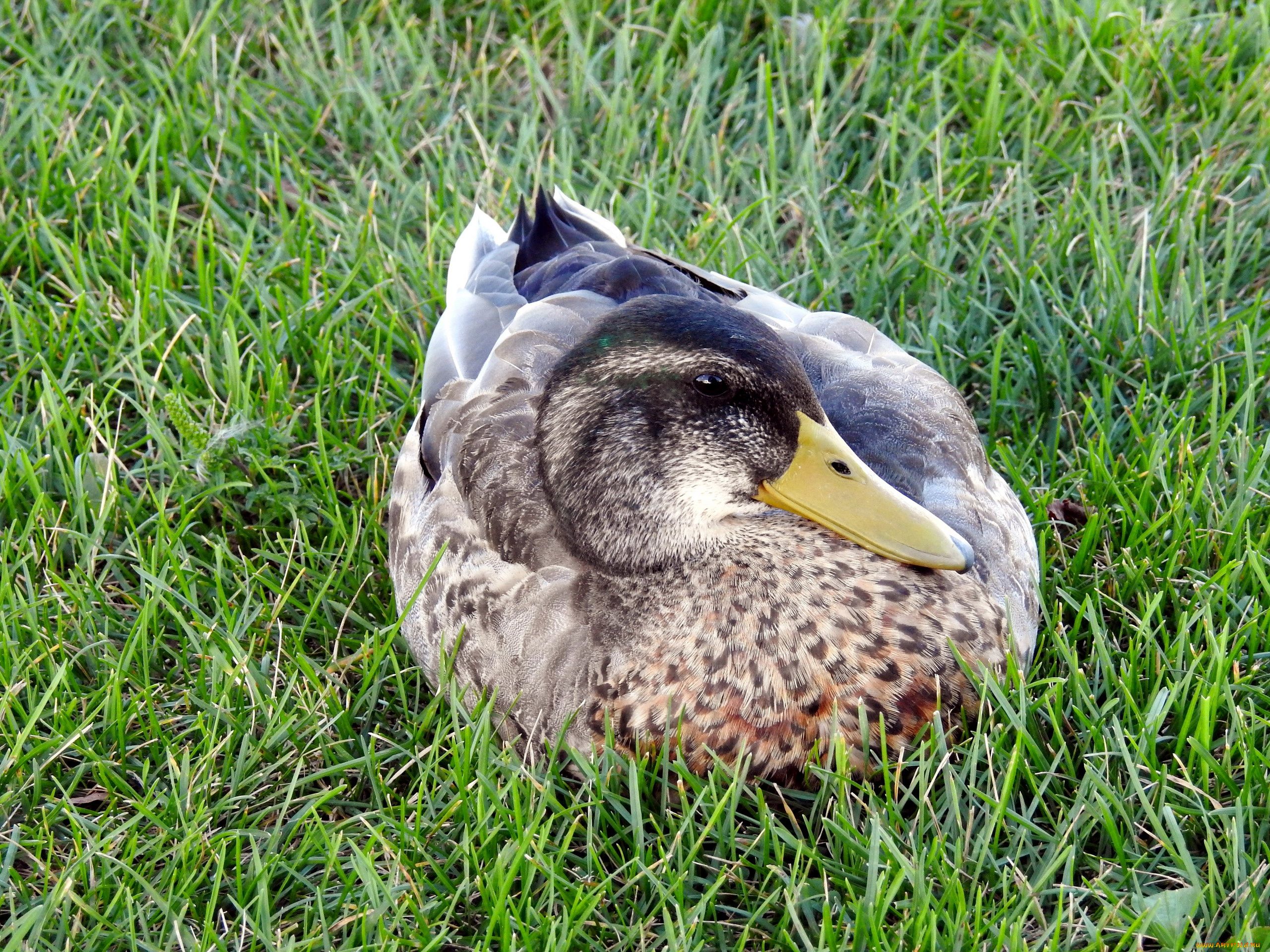 животные, утки, птица, трава