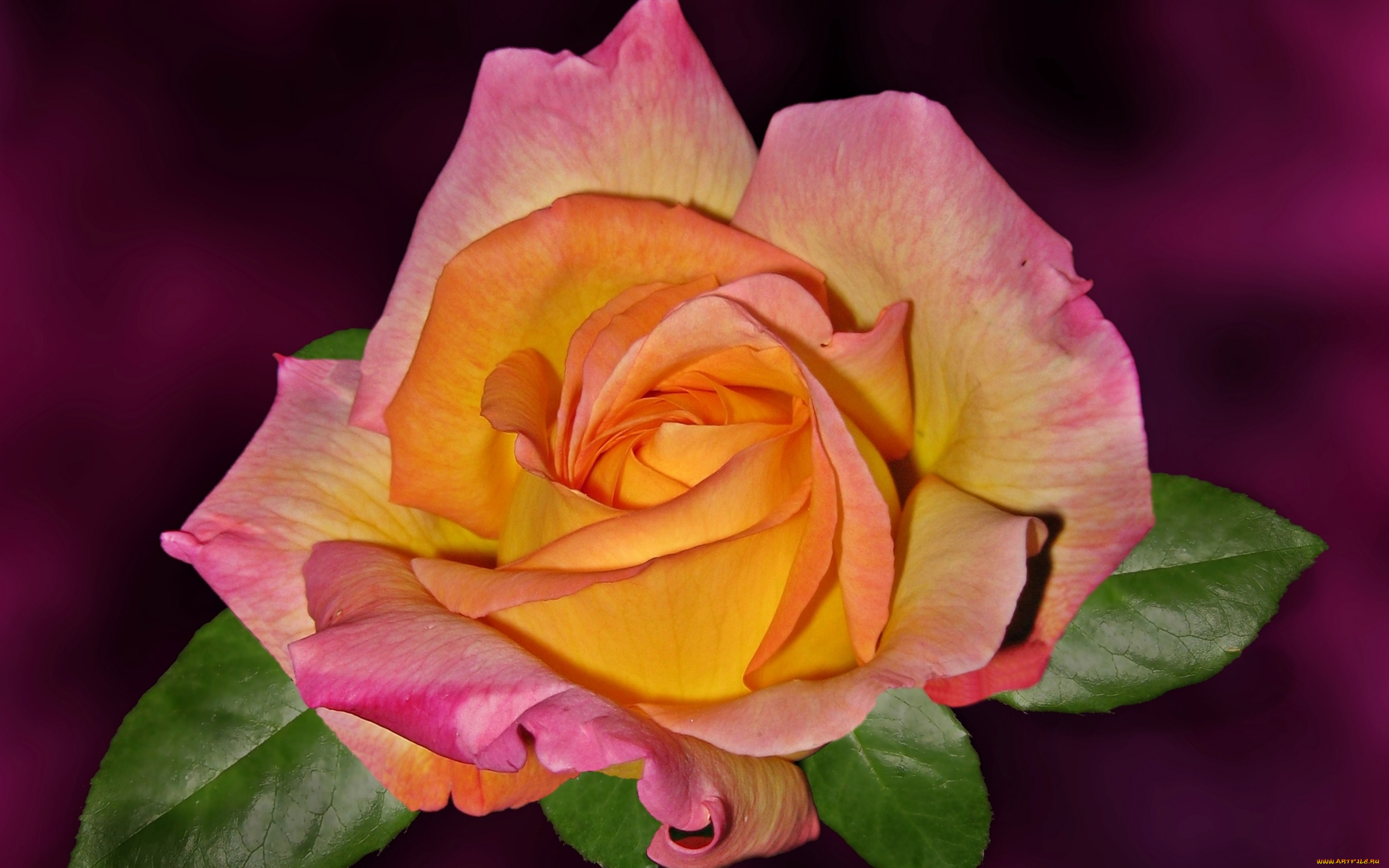 цветы, розы, бутон, лепестки, фон, роза