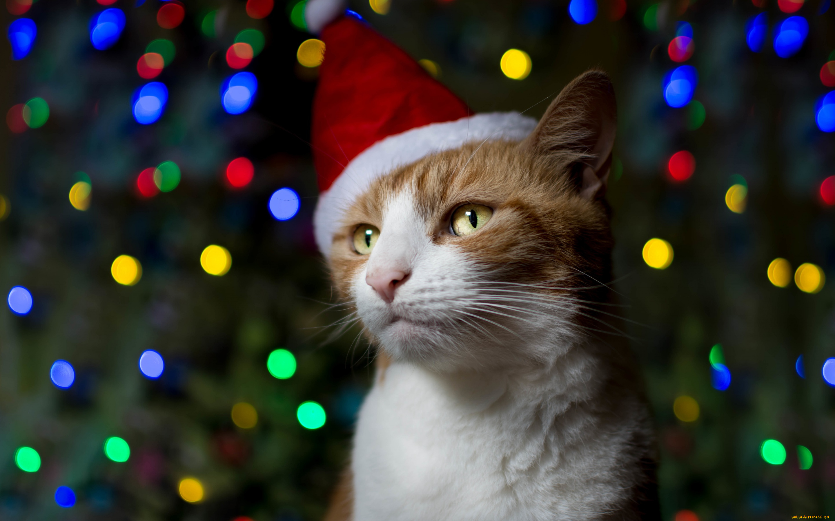 животные, коты, колпак, праздник, кот, рыжий