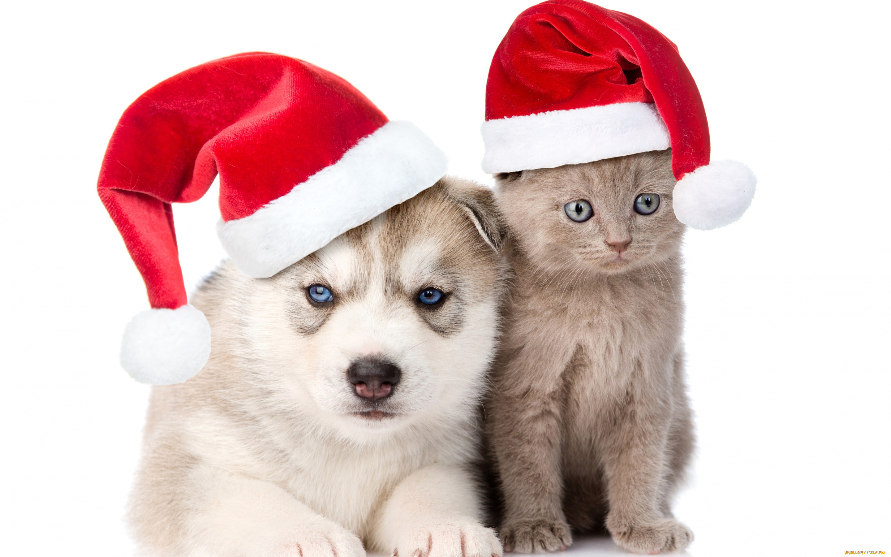 животные, разные, вместе, шапка, котенок, колпаки, хаски