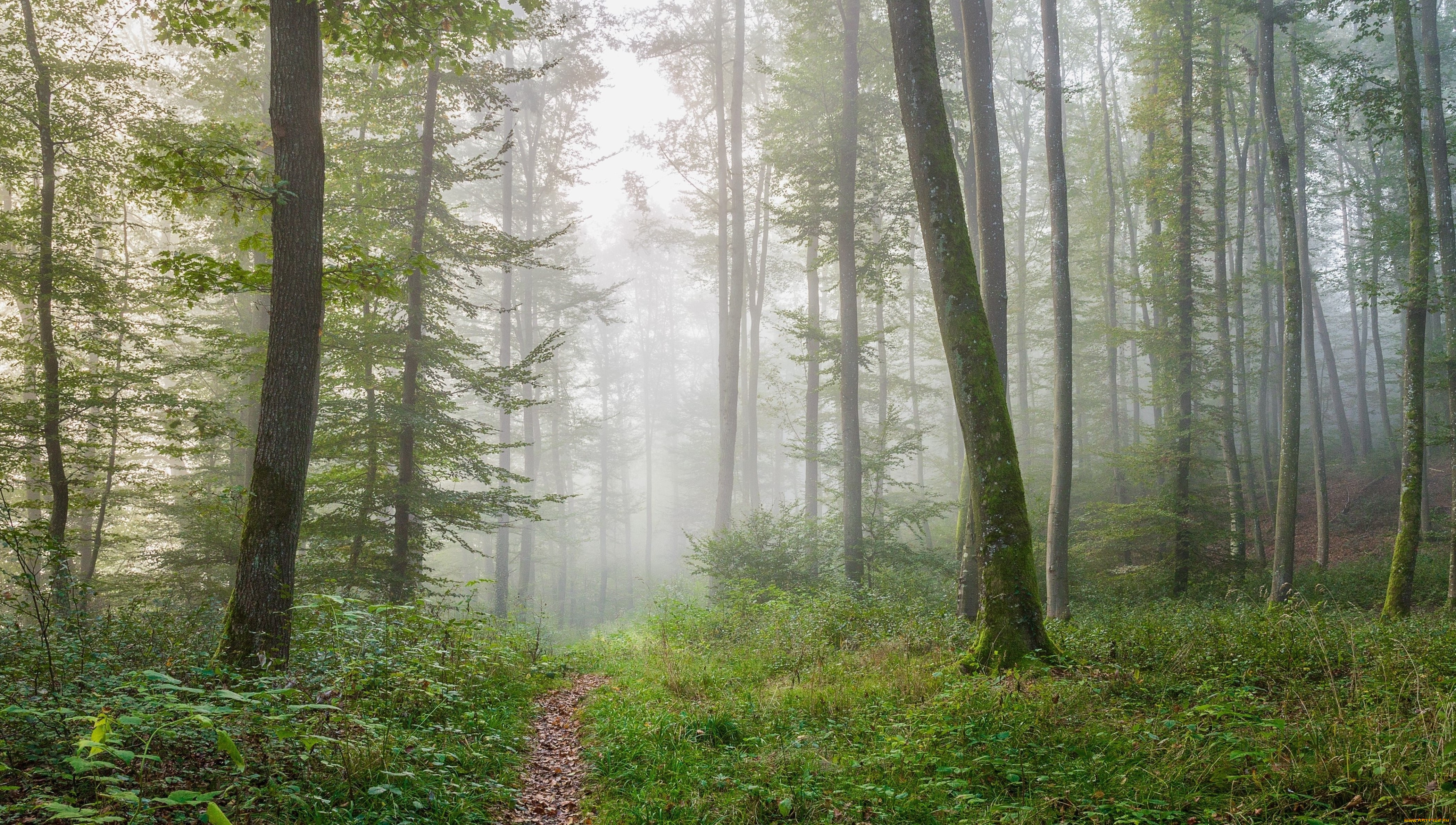 природа, дороги, дорога, лес