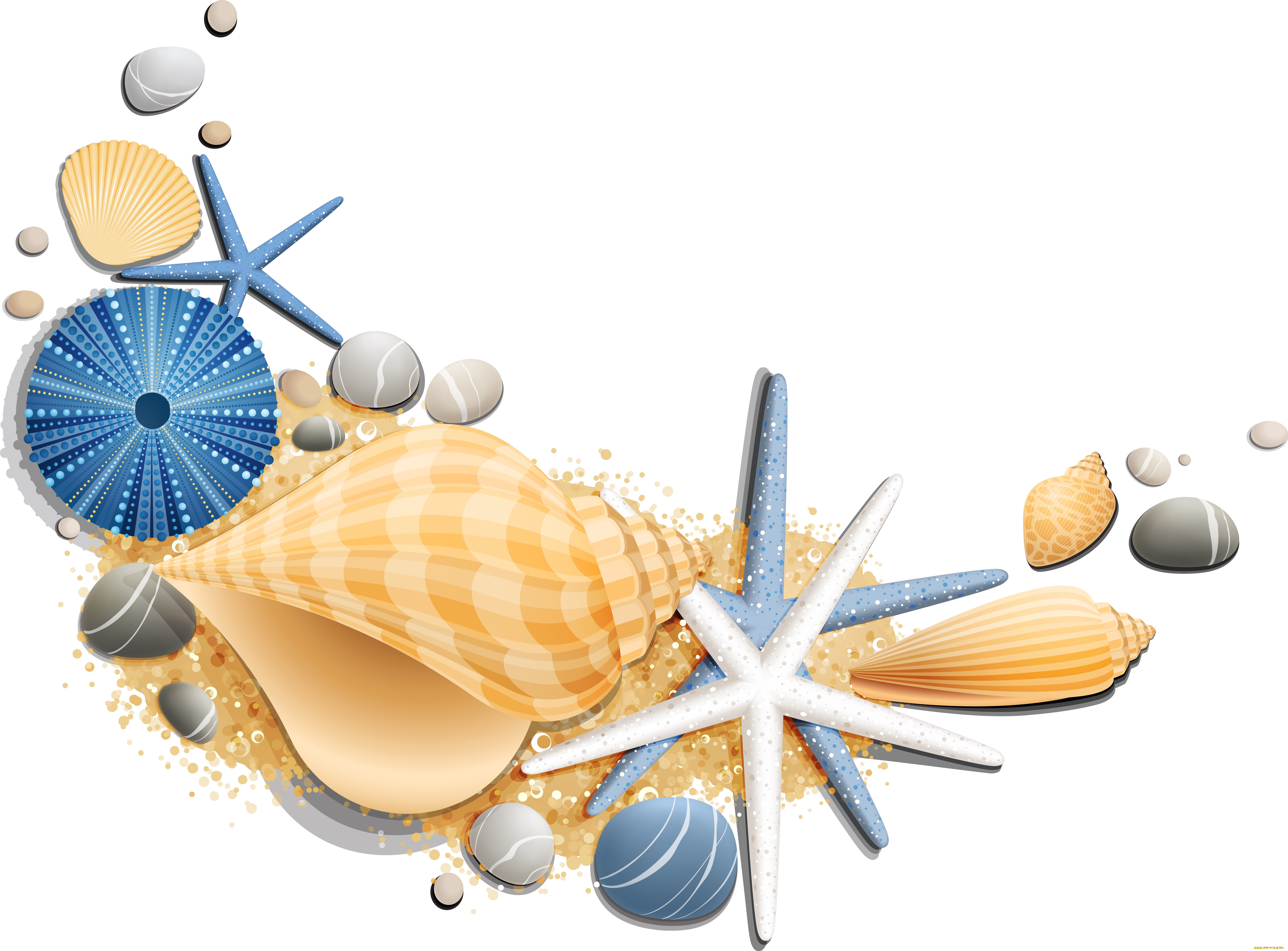 векторная, графика, животные, , animals, морские, звезды